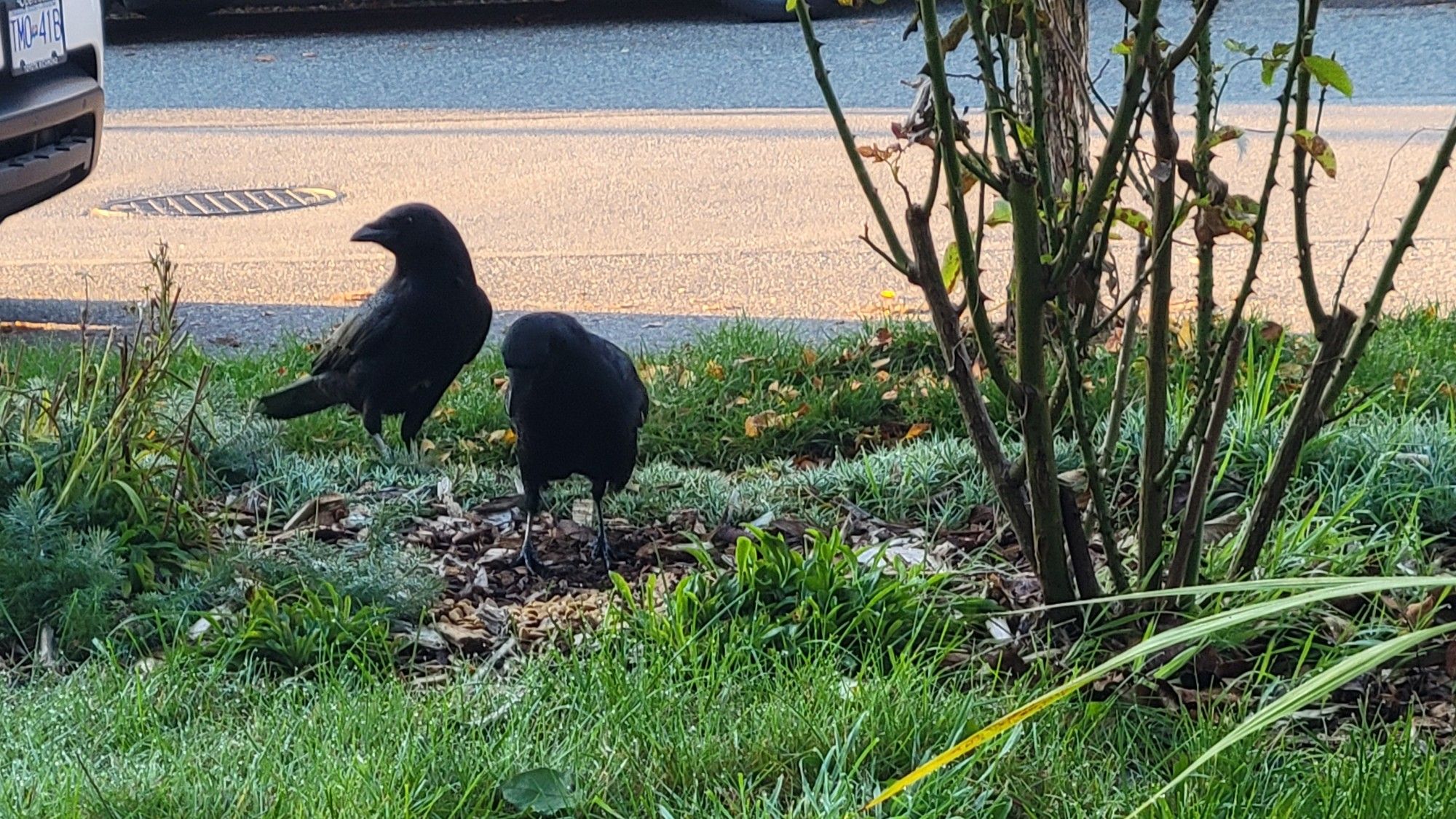 two crows nearby checkin out some kibble