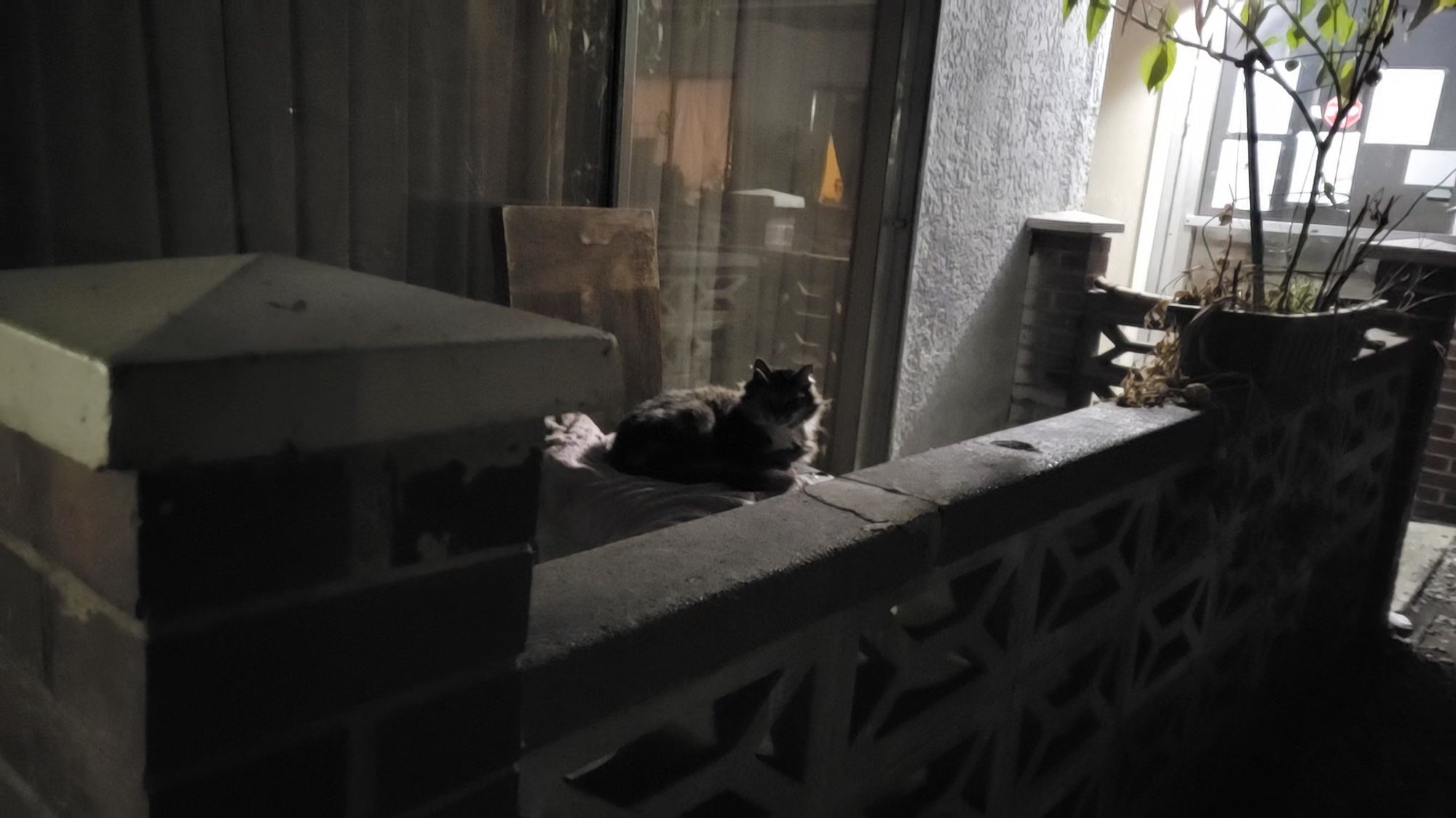 Nova on a stool on a porch by the front door of my building, looking at me like "oh hey! why would anyone worry about me being here" 