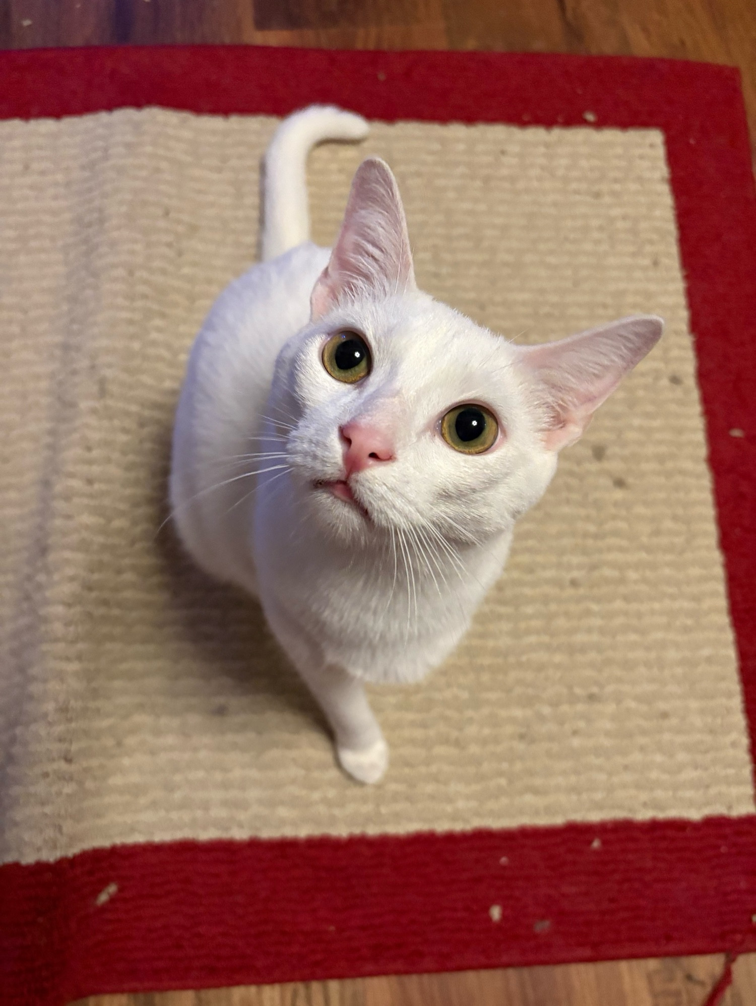 A young white cat stares up at his next victim after having already drawn blood. He is a menace with a sweet face. He also messed up the tan and red rug upon which he sits, causing a wrinkle beside him. The devil dressed as an angel. Yellow green eyes plan their next attack. He will strike again, you can see it in those big bright eyes. His mouth hangs the slightest bit open as he debates whether or not to also bite the nose. He will bite the nose. His nose and ears are pink with the blood he has taken, his feet are poised to attack though only one tiny paw is visible. 