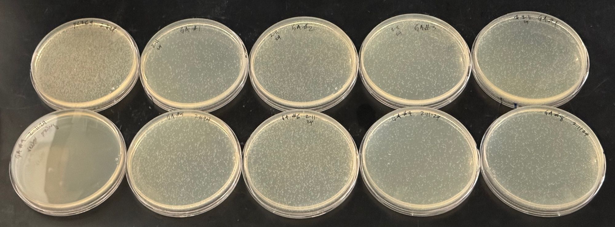 Bacterial plates revealing 8 robustly successful 4-fragment Gibson Assemblies and a negative and positive control.