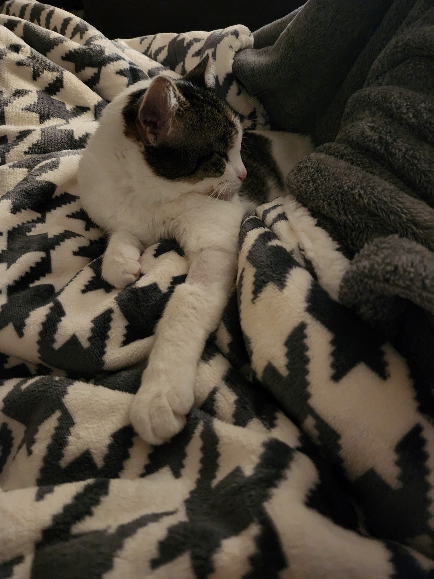 Mabel the cat cuddling Josgar on the couch. Josgar is under his new houndstooth patterned blanket from Target.