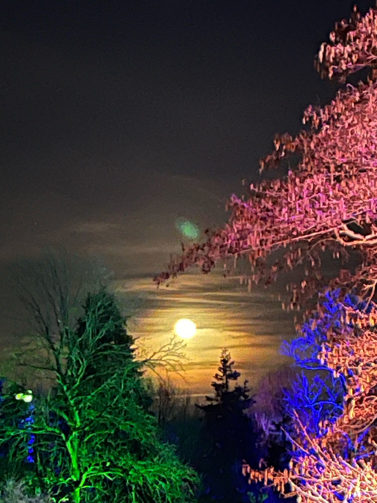 Der Mond am Himmel. Links ein grün angeszrahlter kahler Baum, rechts ein rot angestrahlter und dahintrr ein blau angestrahlter baum. In der mitte weit weg eine Silhouette eines baumes.