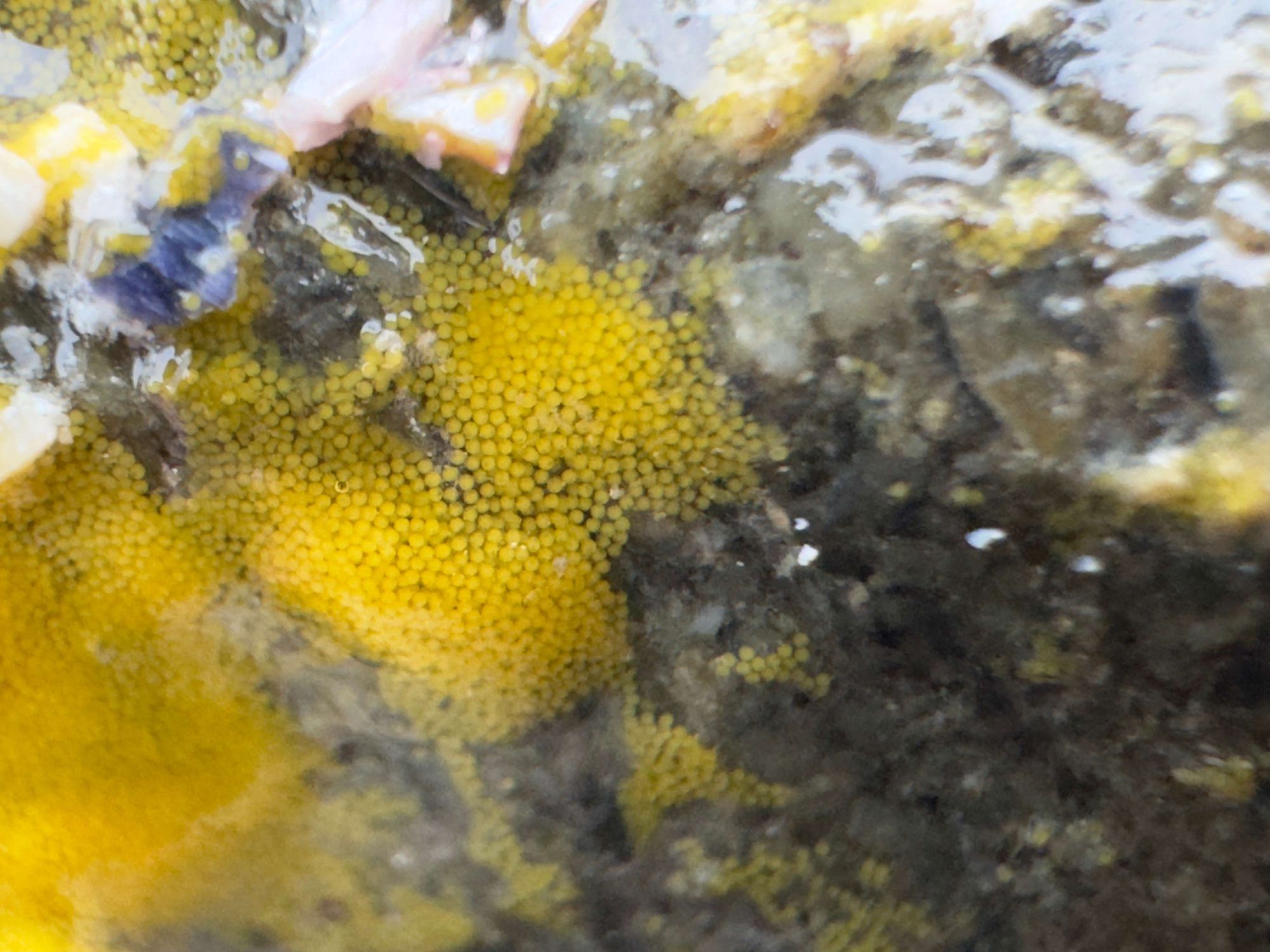 Clear, shiny, sticky covering on rock with hundreds of tiny (2mm) yellow globules within.