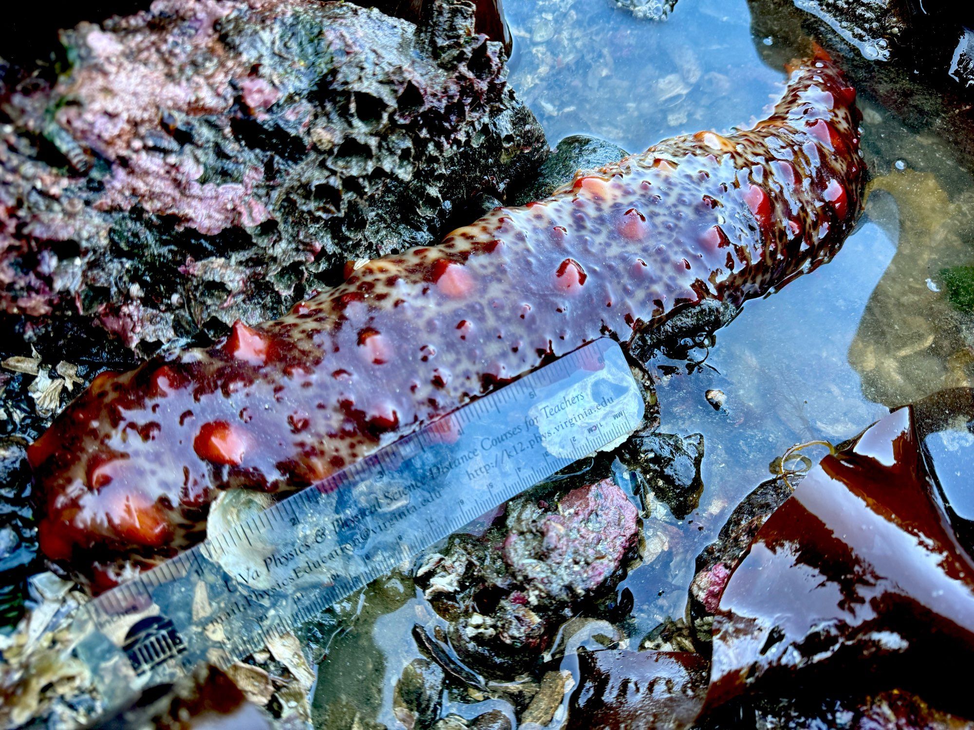 12” sea cucumber in rocky, intertidal area, partially submerged in water. A six inch ruler is beside the left side of the red, bumpy sea cucumber.