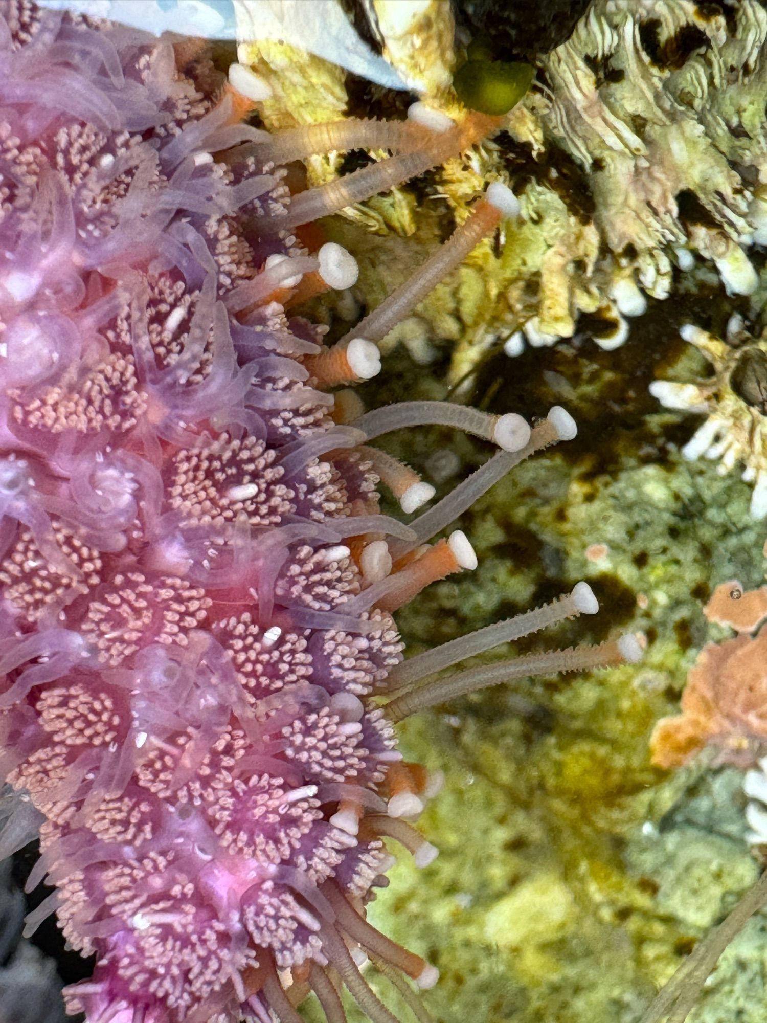 One pink arm of seastar  Pycnopodia with gills extended underwater and tube feet extended.