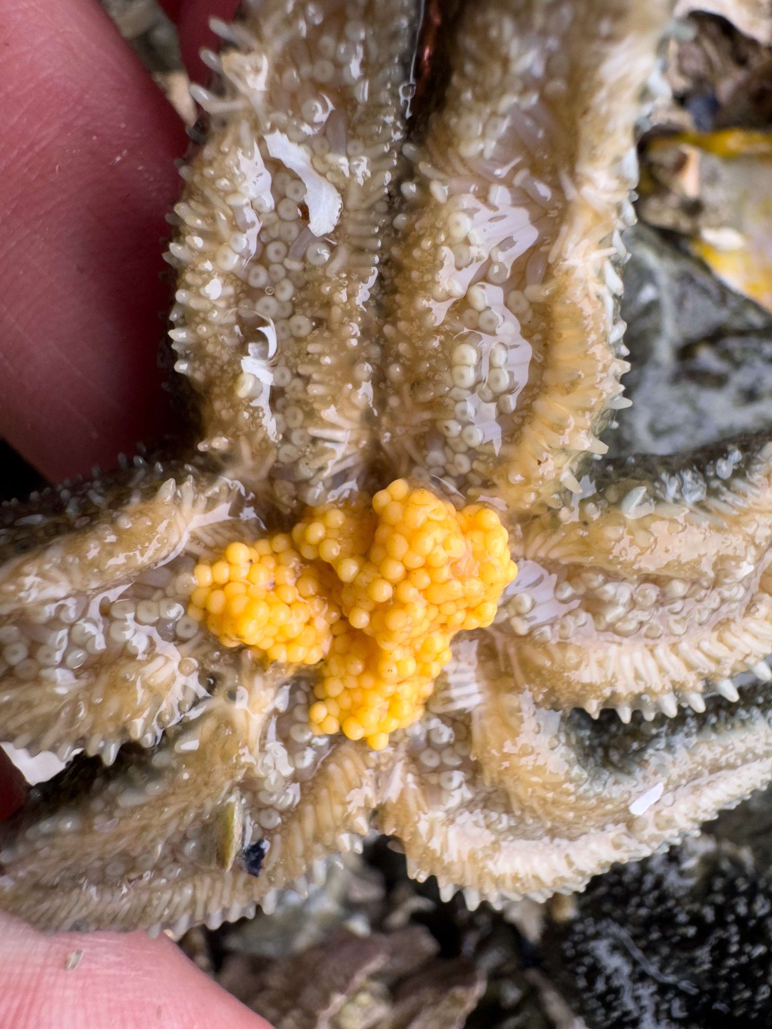 3” seastar (six ray; leptasterias) underside brooding a clutch of orange fertilized eggs)