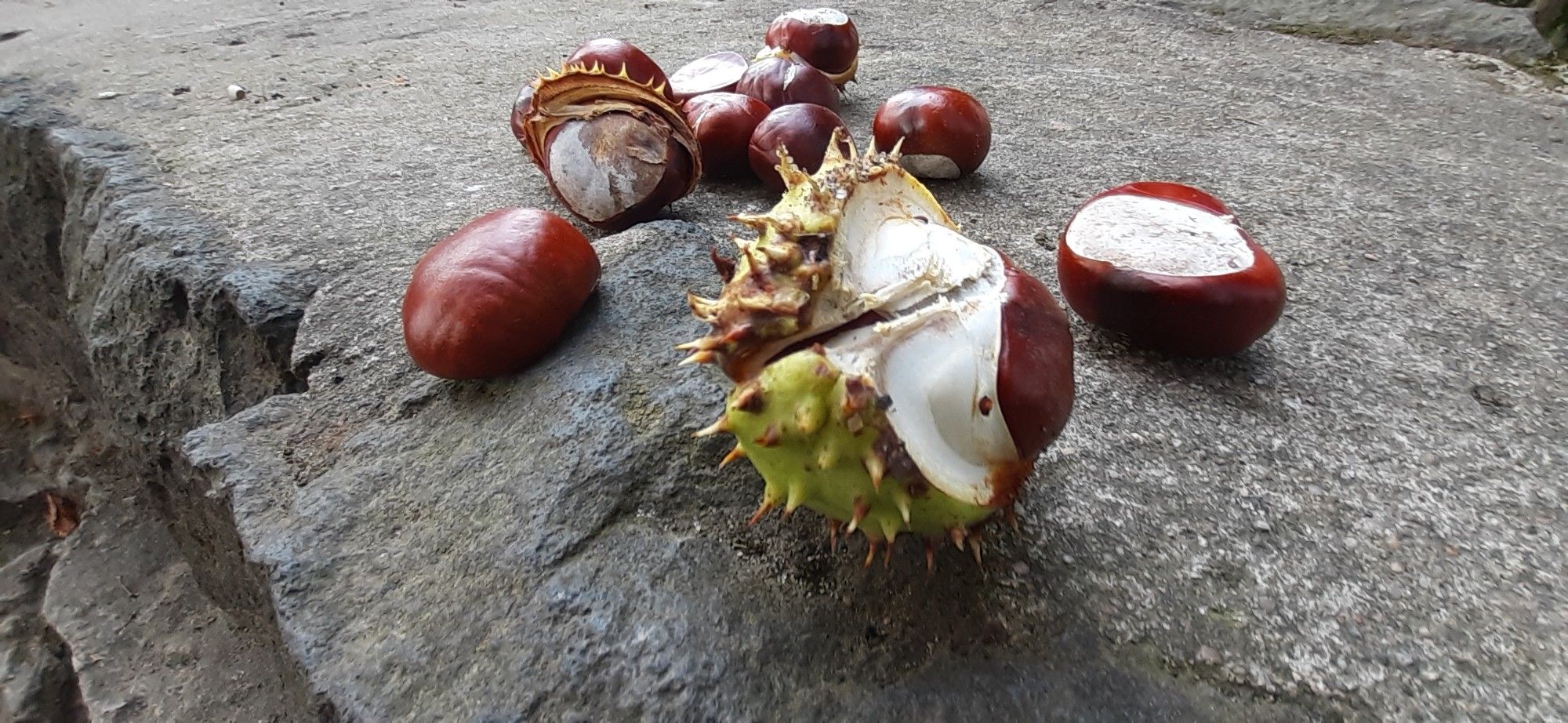 Einige Kastanien, vorne eine mit Schale, auf einem Stein.