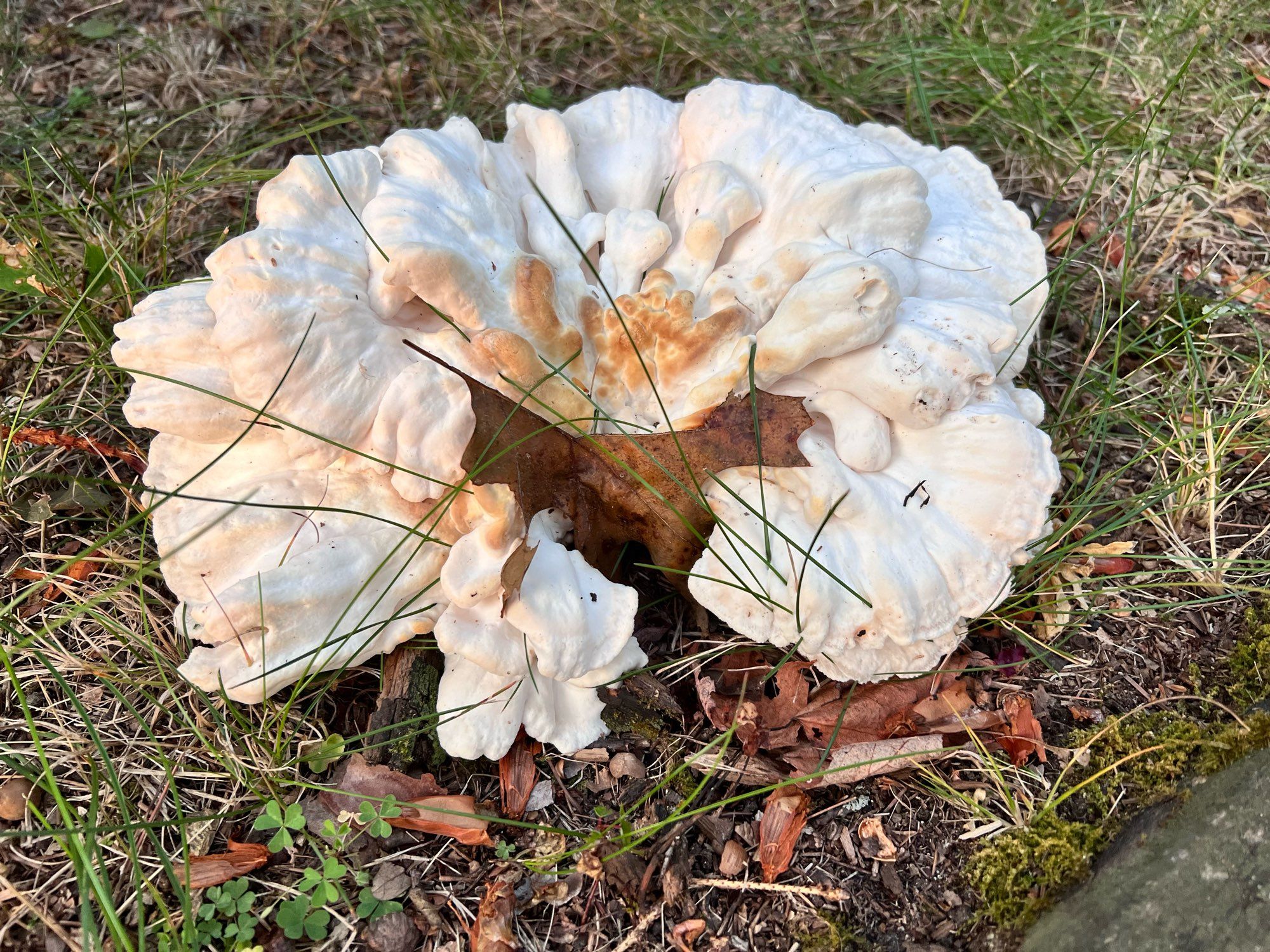 A very large white mushroom that has many folds like a the cerebellum of the brain. The mushroom is on green grass.