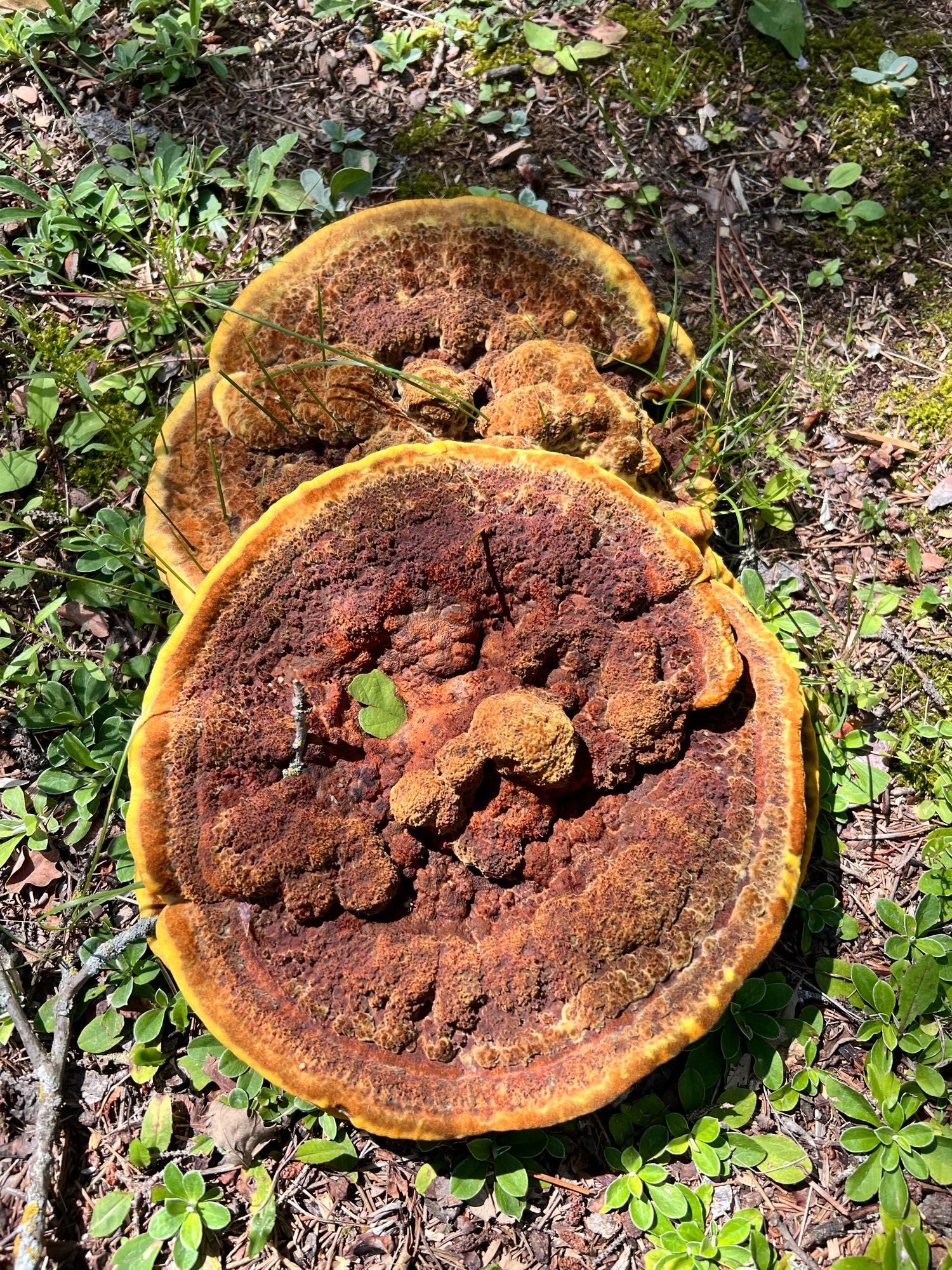 Two large flat mushrooms the size of dinner plates. The mushrooms are yellow on the edges and turn darker golden brown as they progress toward the center. The ground around them has green leaves of a variety of plants.