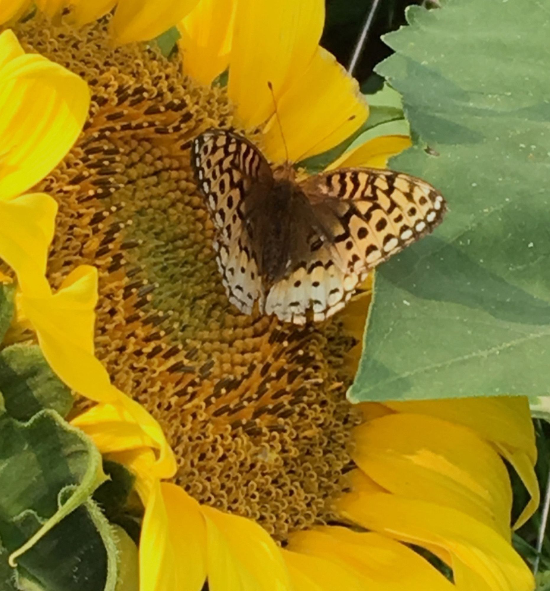 Butterfly on sunflower