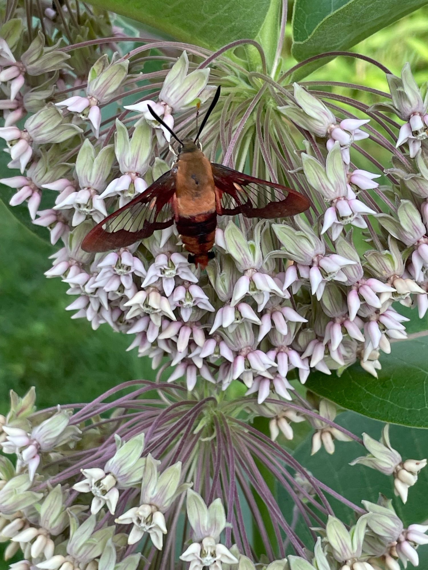 Clearwing hummingbird moth resting on common milkweed flowers