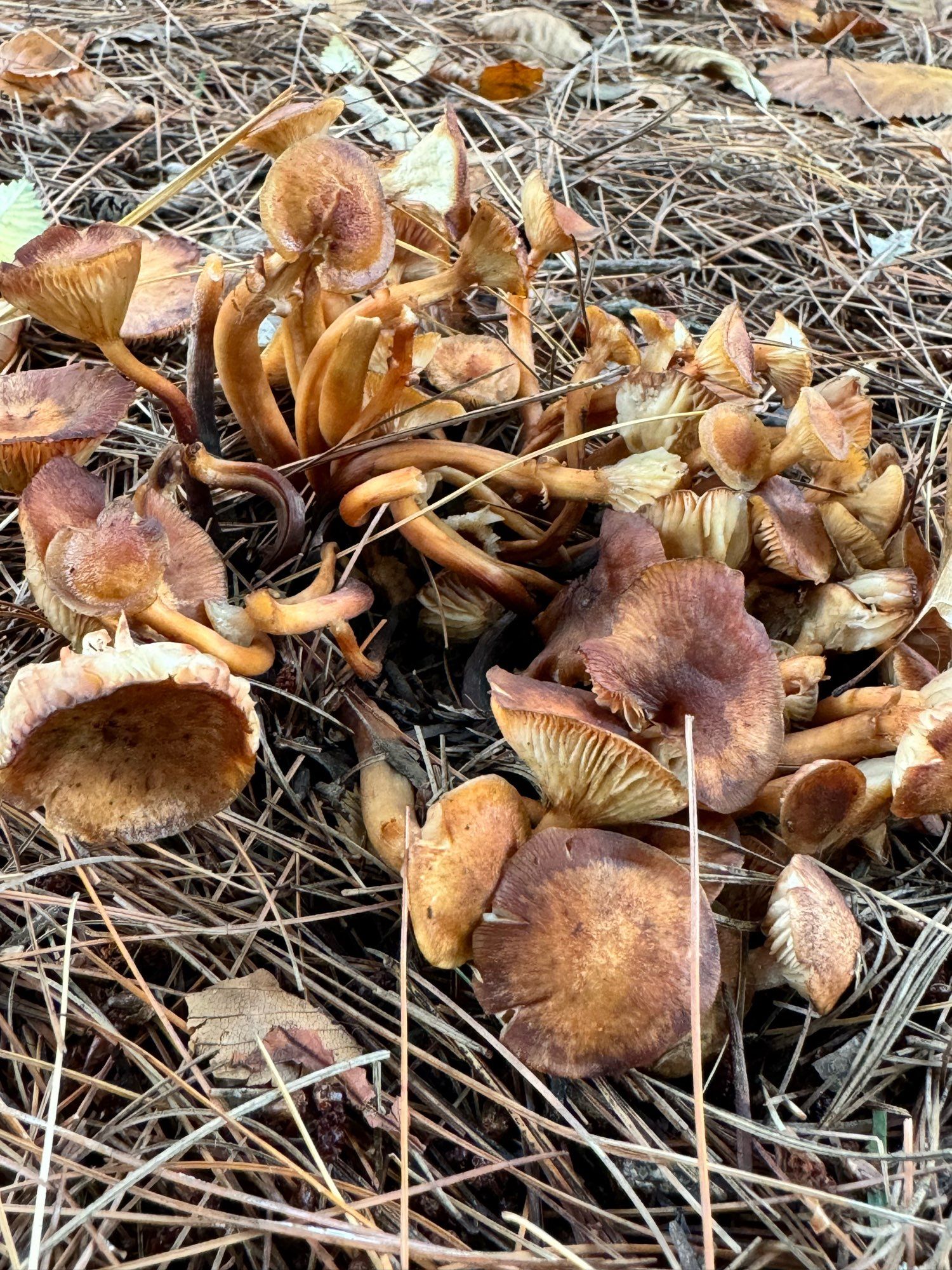 Brown mushies on the ground