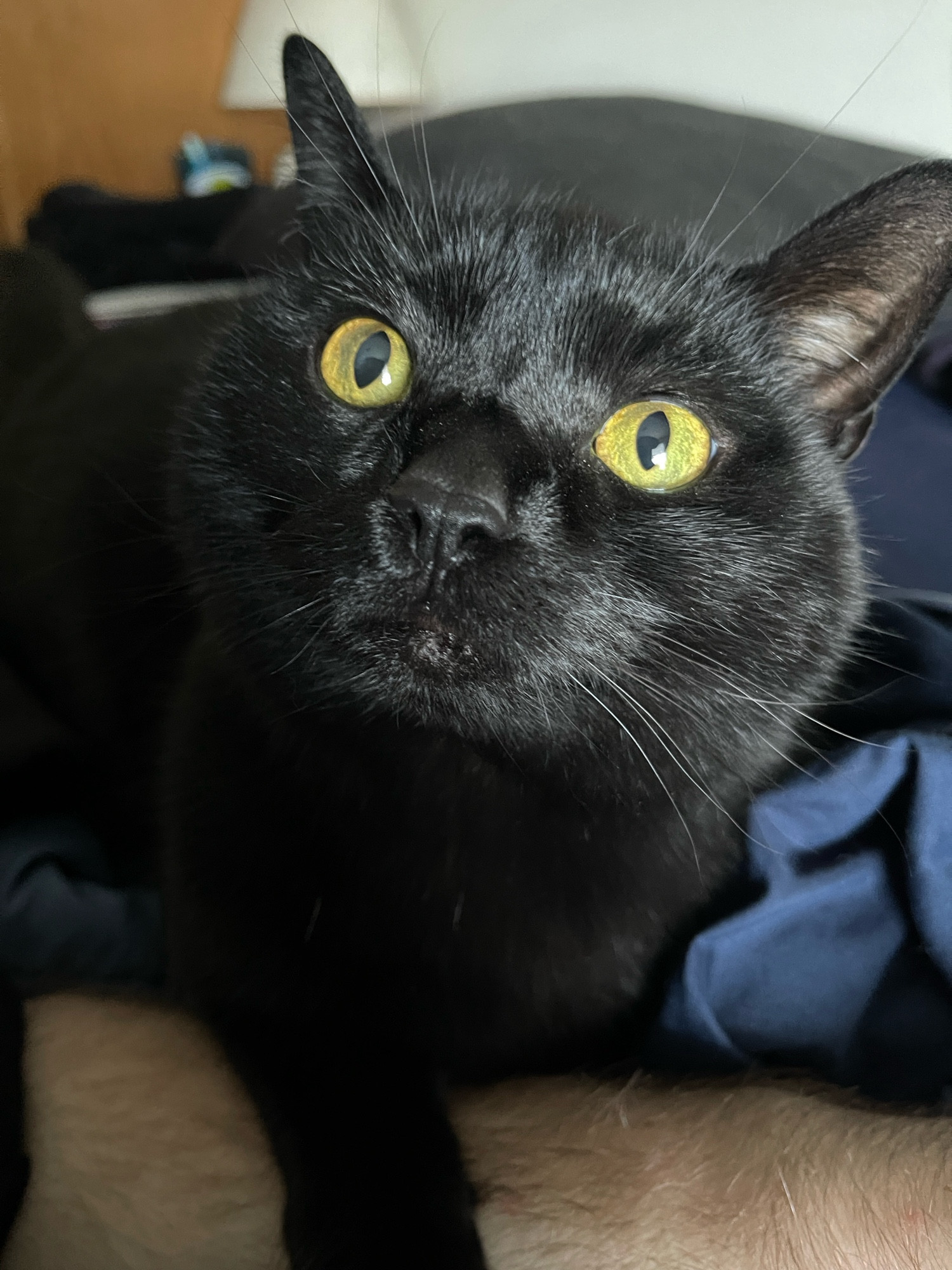 My black cat Navi laying on my arm while on my bed looking up at me with her big green eyes