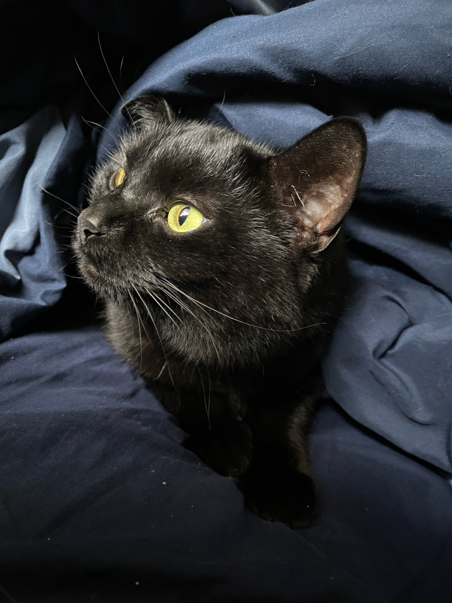 My black cat Navi peeking out from under a dark blue blanket, post-naptime