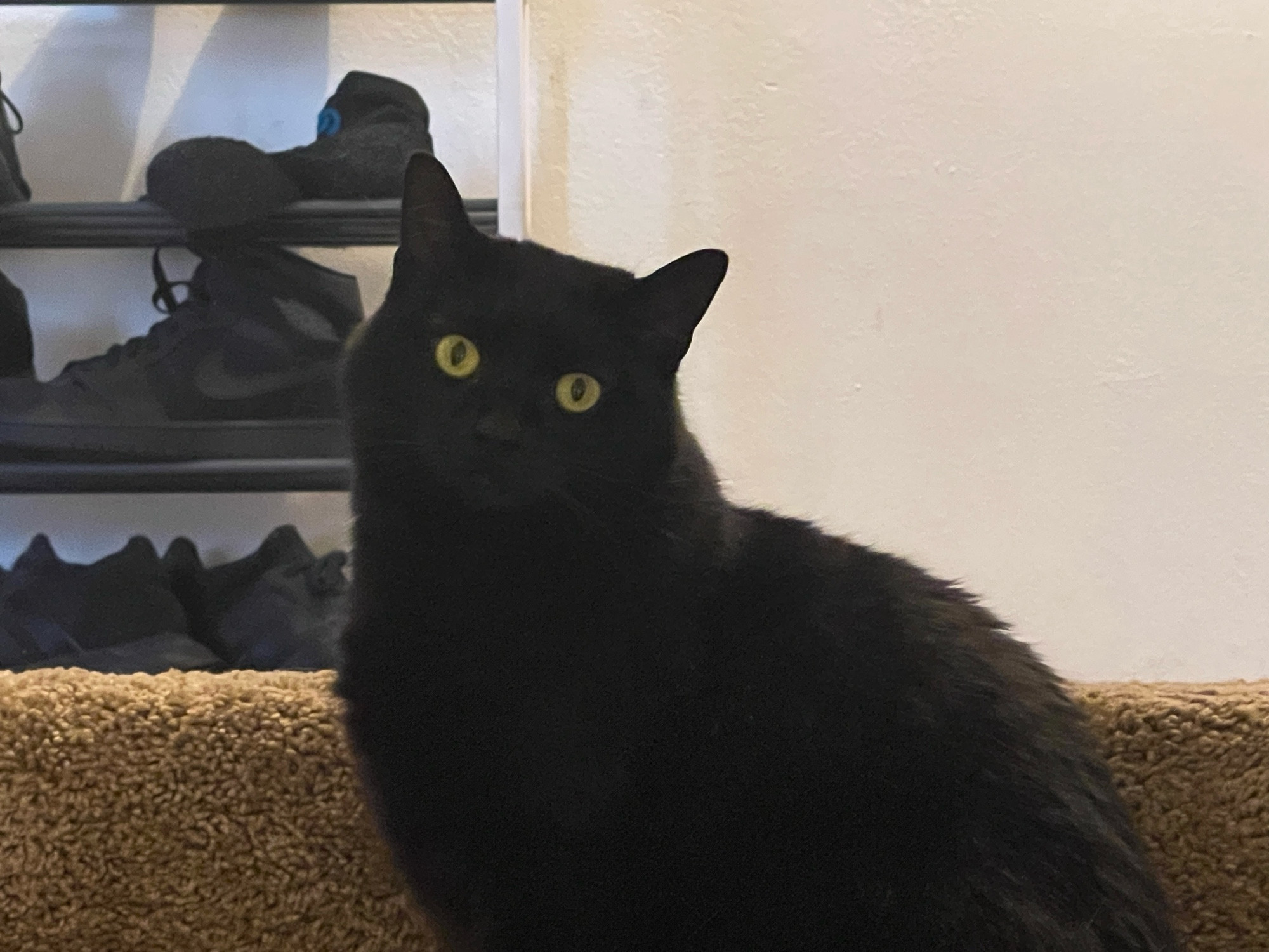 My black cat Navi staring down at me from the top of the stairs