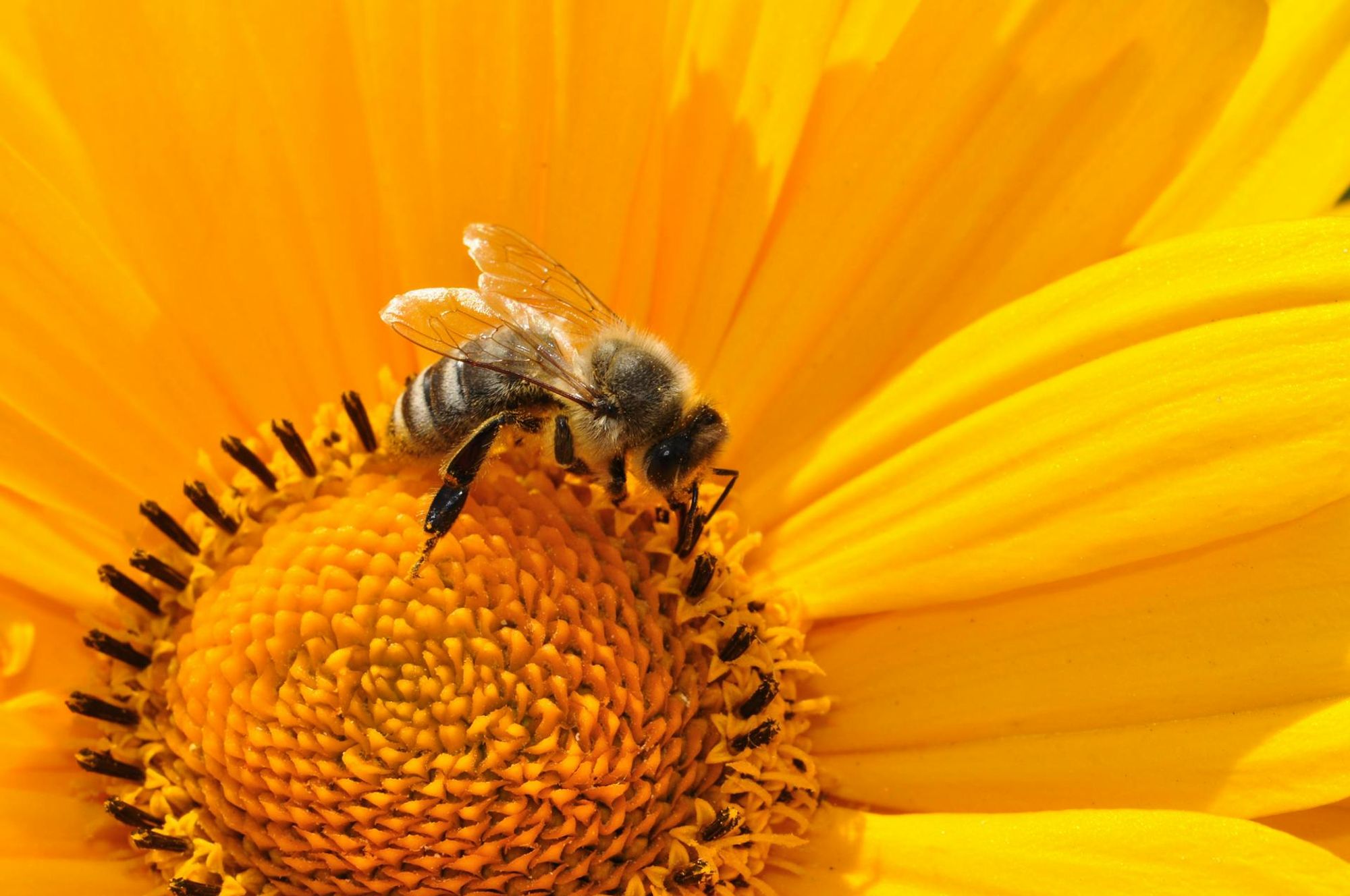 A bumblebee gathering nectar from a flower.