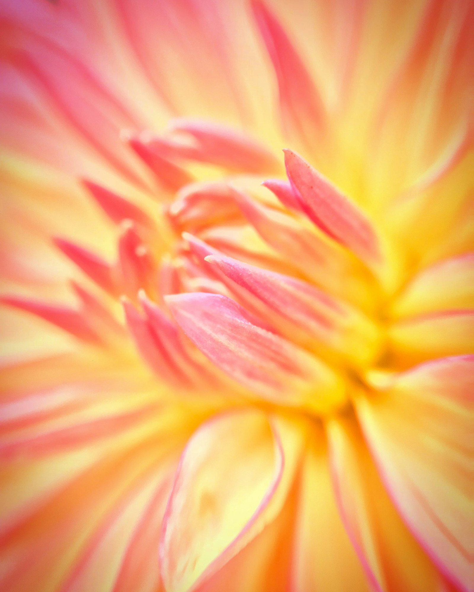 A close up image of the innermost cluster of petals of a Dahlia. Yellow petals whose color turns to pink at the edges and ends.