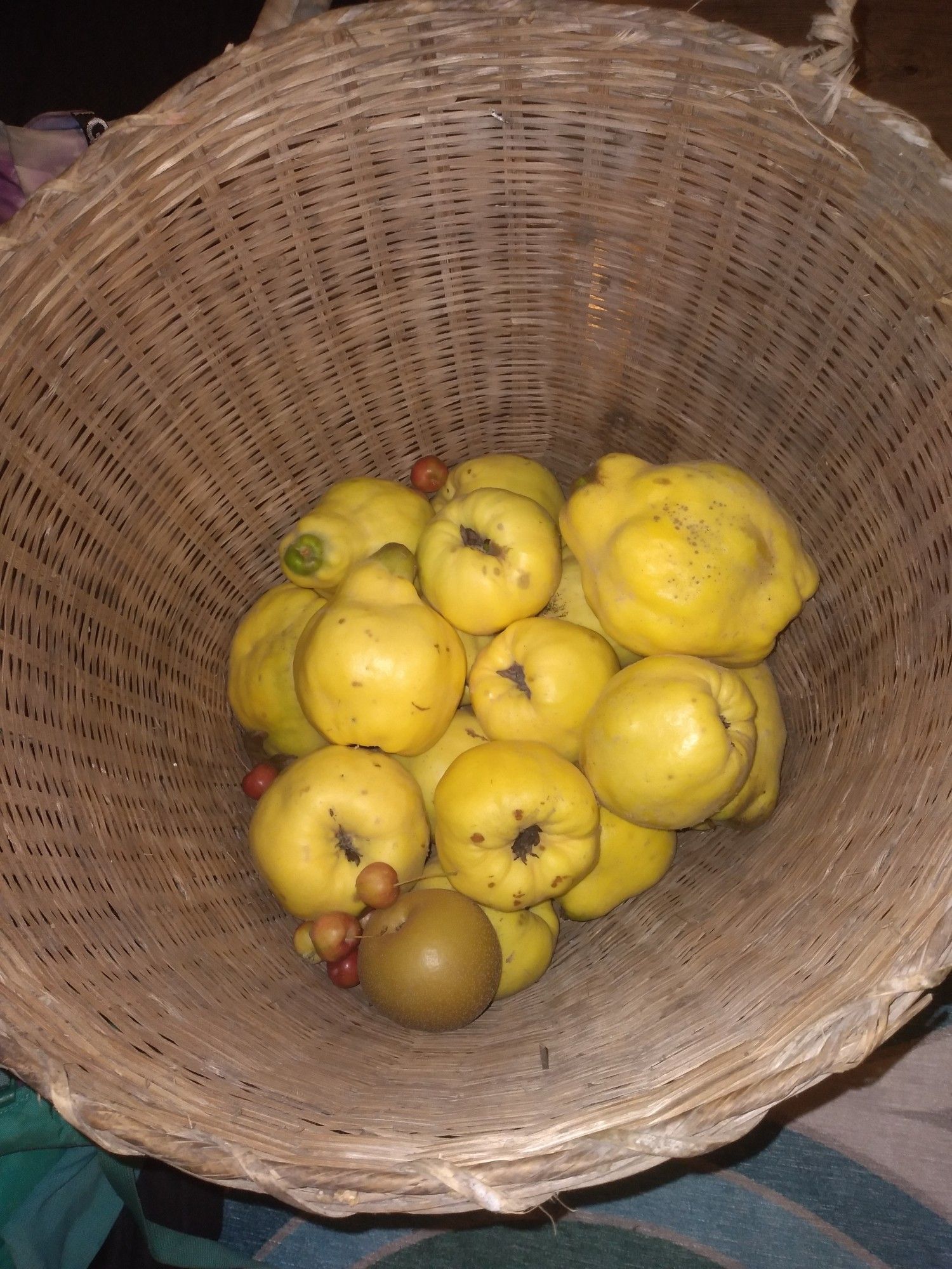 An honest to Pete wicker basket with many enormous, luminous fuzzy yellow quince