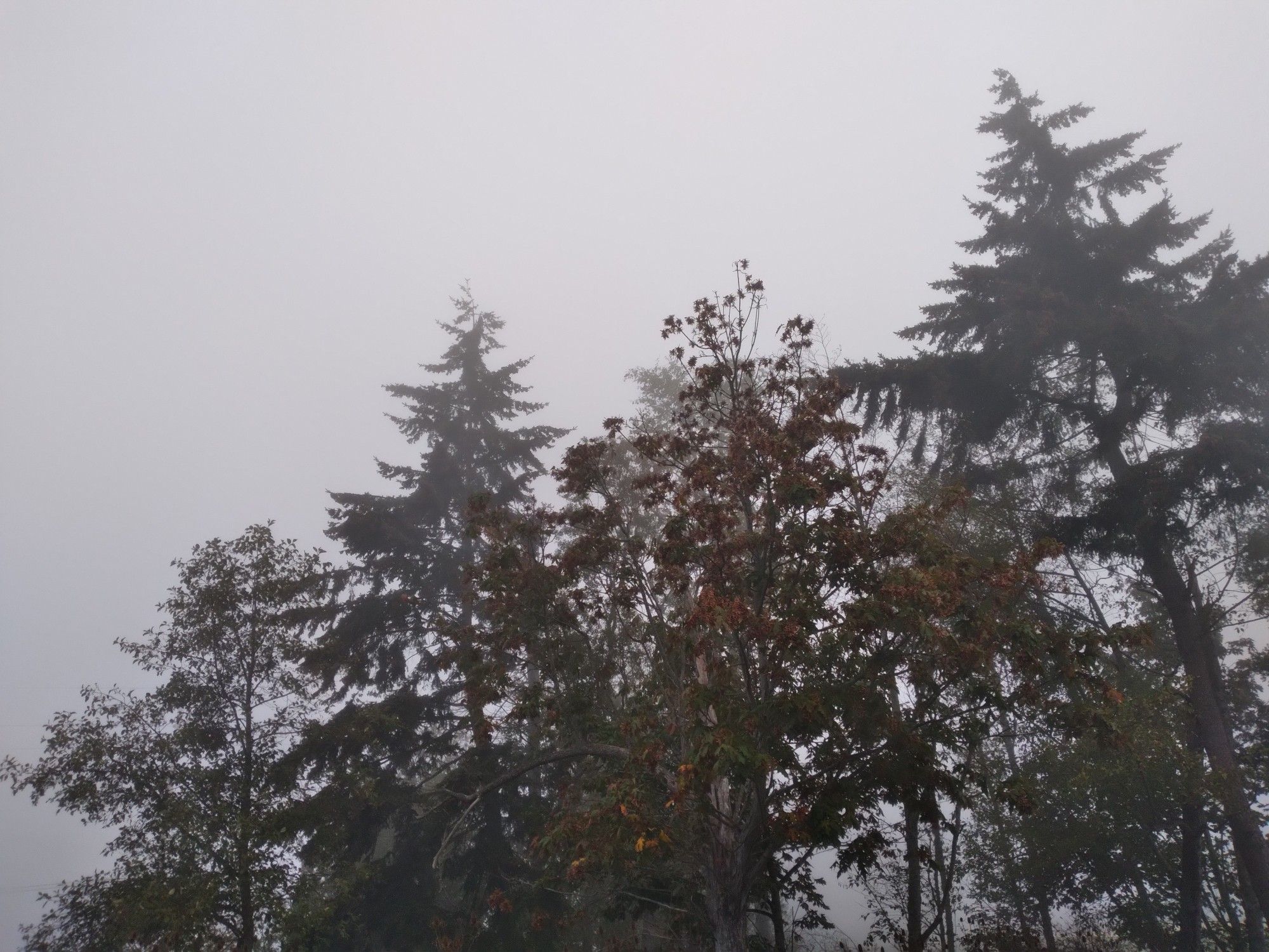 Grey mist shrouding dark, somber-looking trees