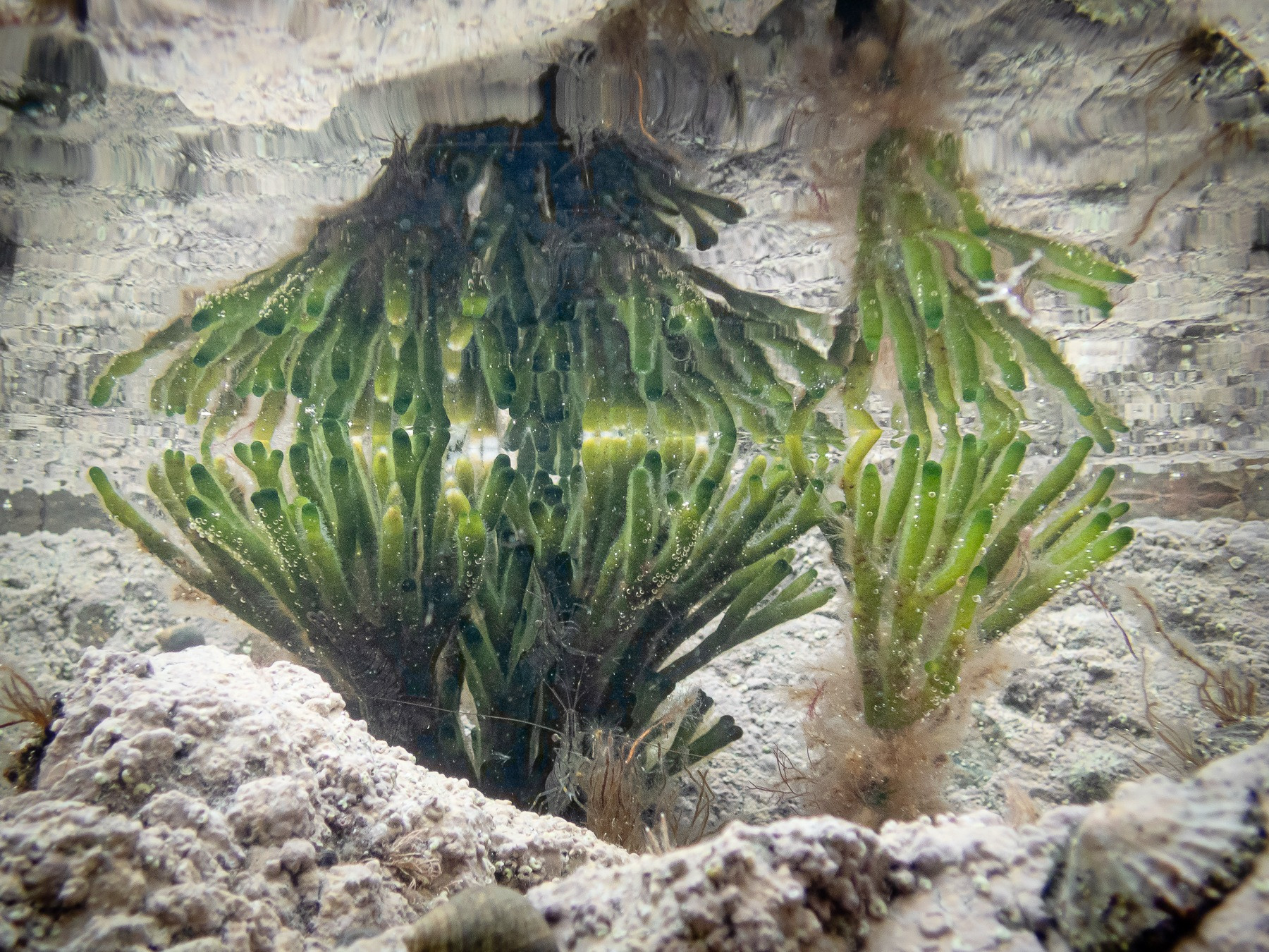 Green sea fingers : Codium : Scotland : VC97 West Inverness-shire : NM6590 Traigh : August 2025