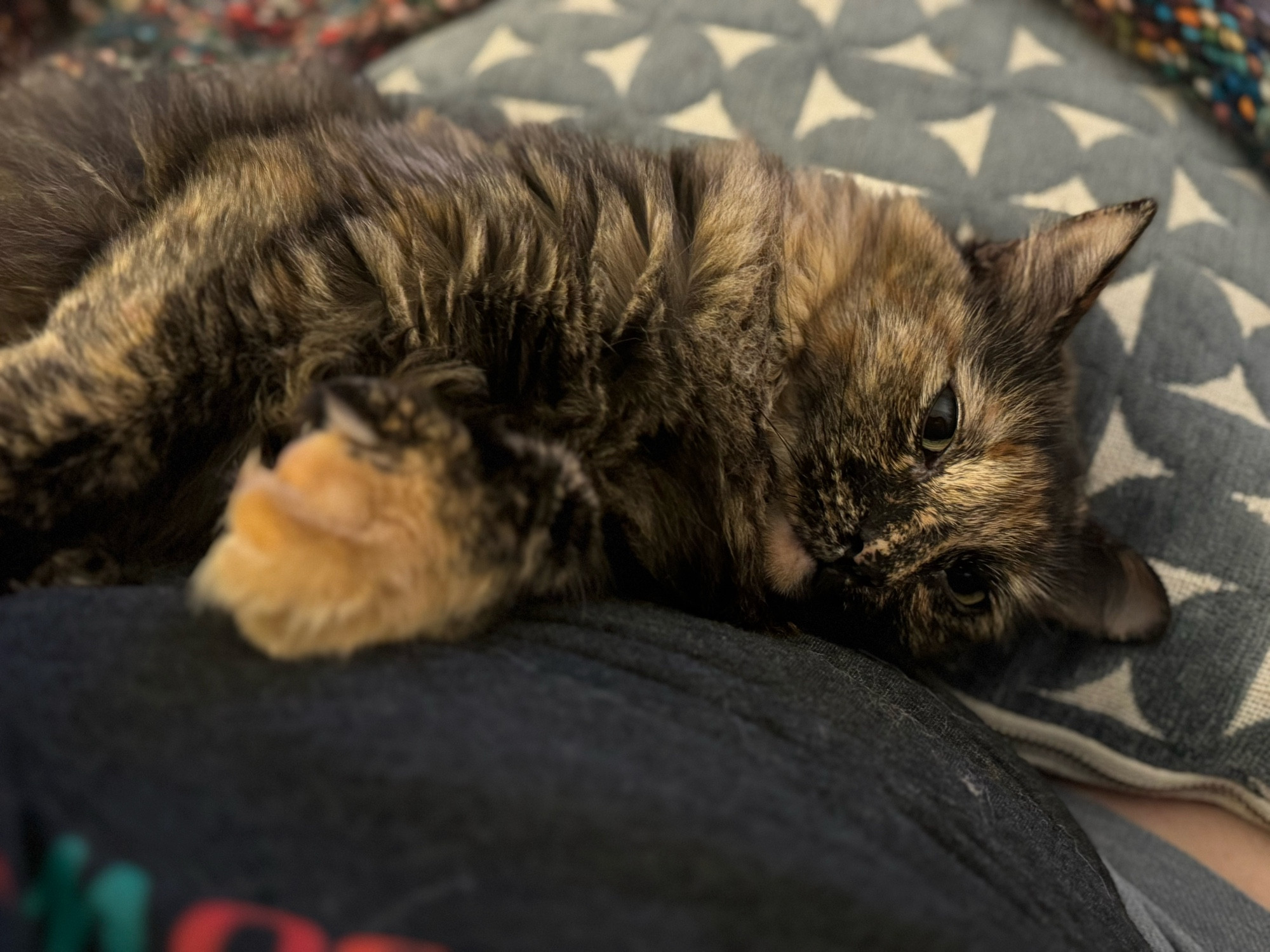 tortie colored cat lying on a pillos