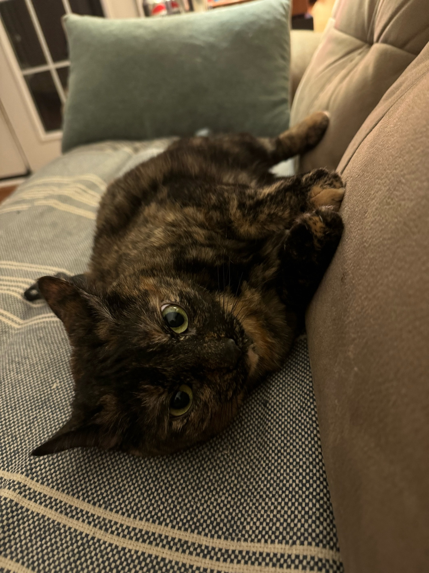 Tortie cat lounging in a beige couch