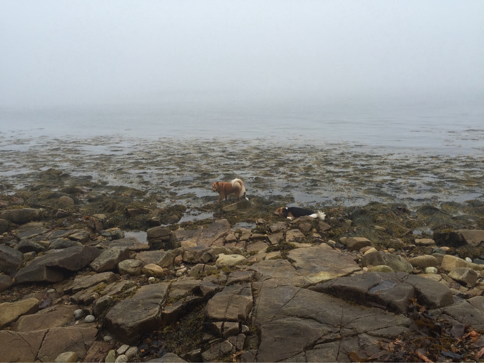 Two dogs enjoying the low tide on Prospect Harbor Maine.  One dog is rolling in the seaweed, the other just standing in the chilly water.