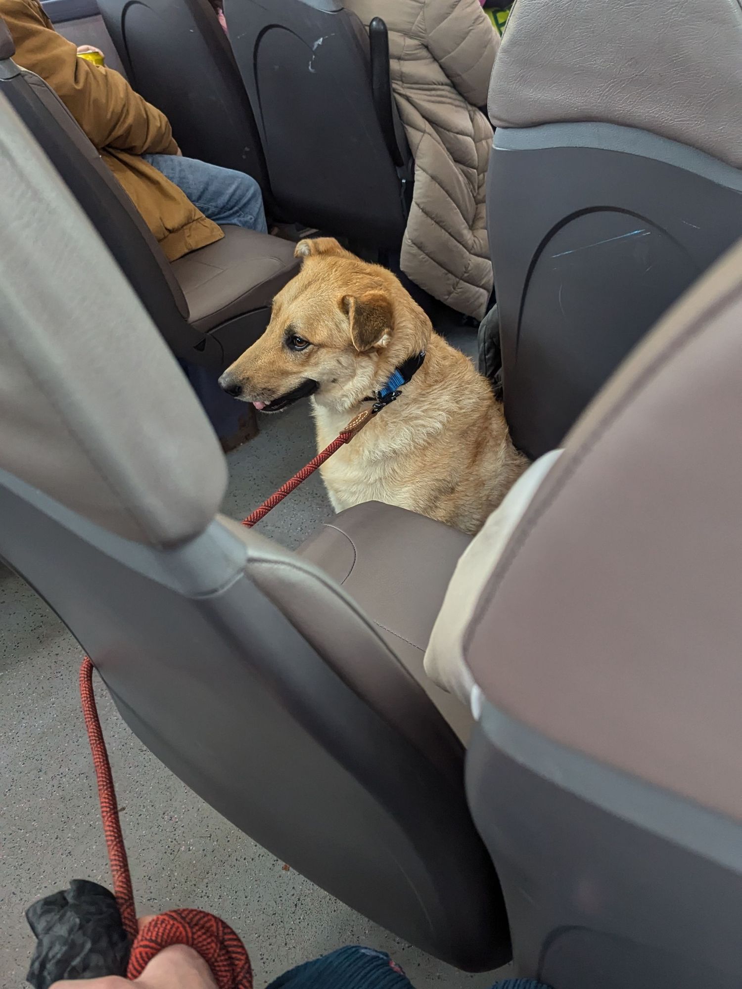 Dog sitting in the row in from on bus