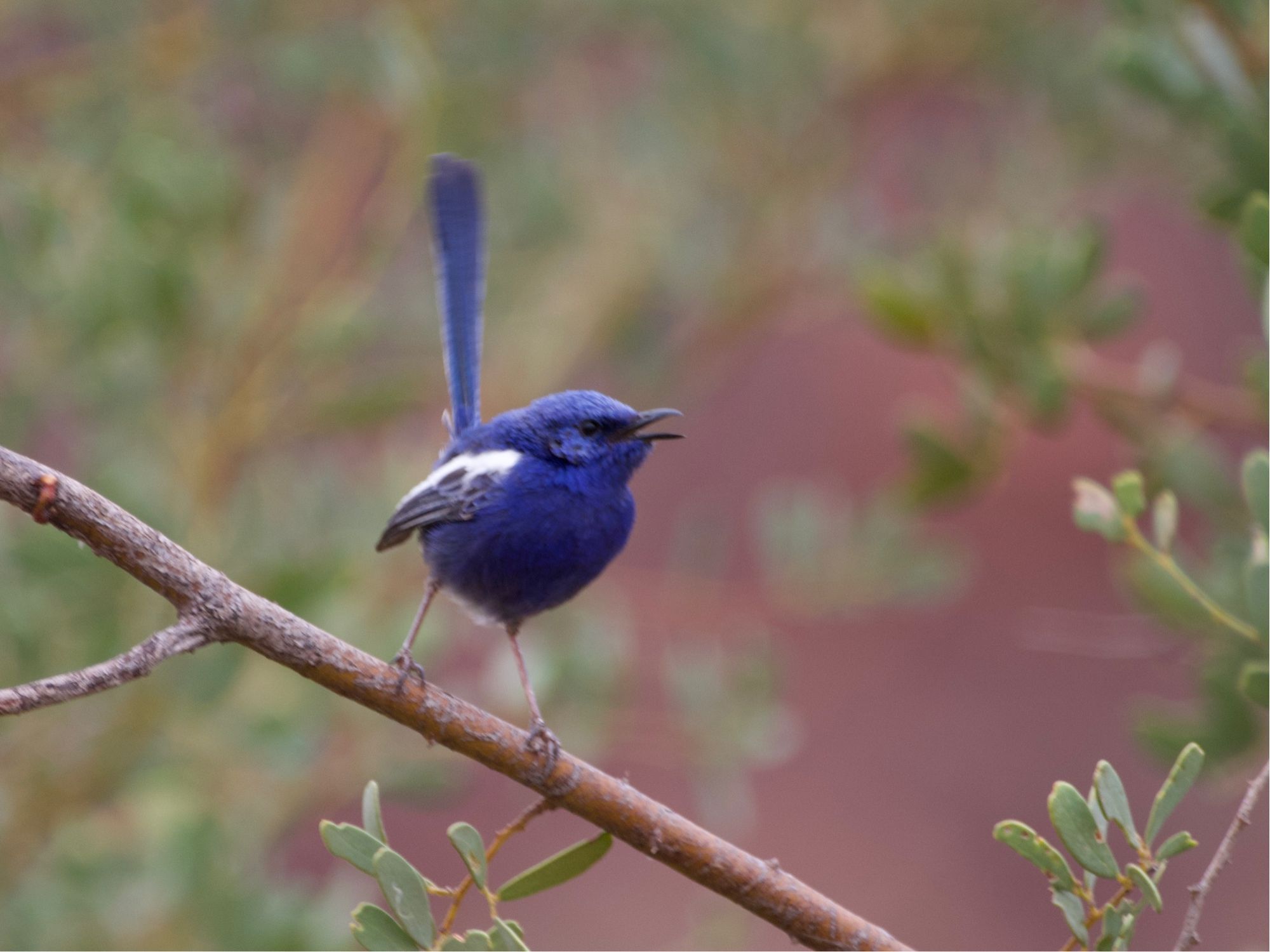 a blue bird with white wings calling from a branch