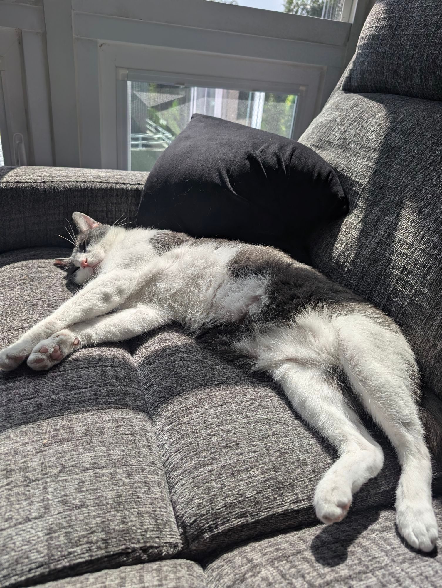 Clark on the sofa in the sun, comfy AF