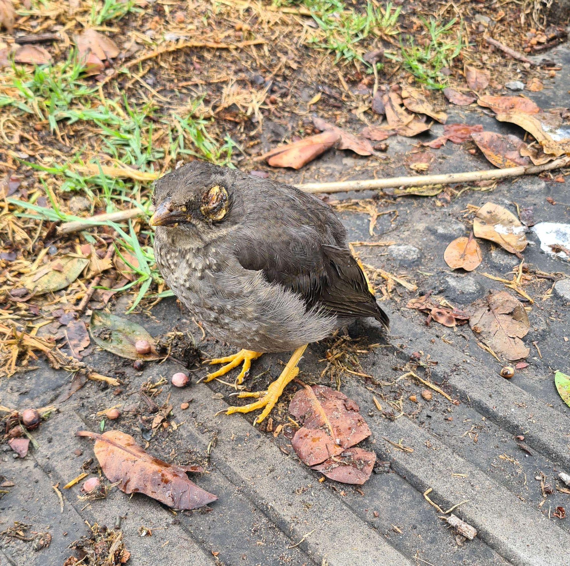 Photo of an injured (young?) Bird with greyish brown feathers, yellow talons and closed eyes.