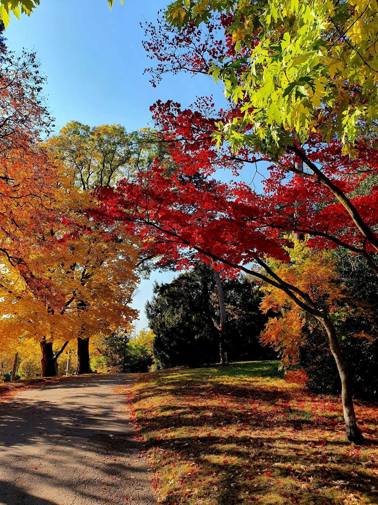 Ein Weg führt durch einen Park, links und rechts stehen Bäume in leuchtenden Herbstfarben, die im Sonnenlicht noch intensiver wirken.