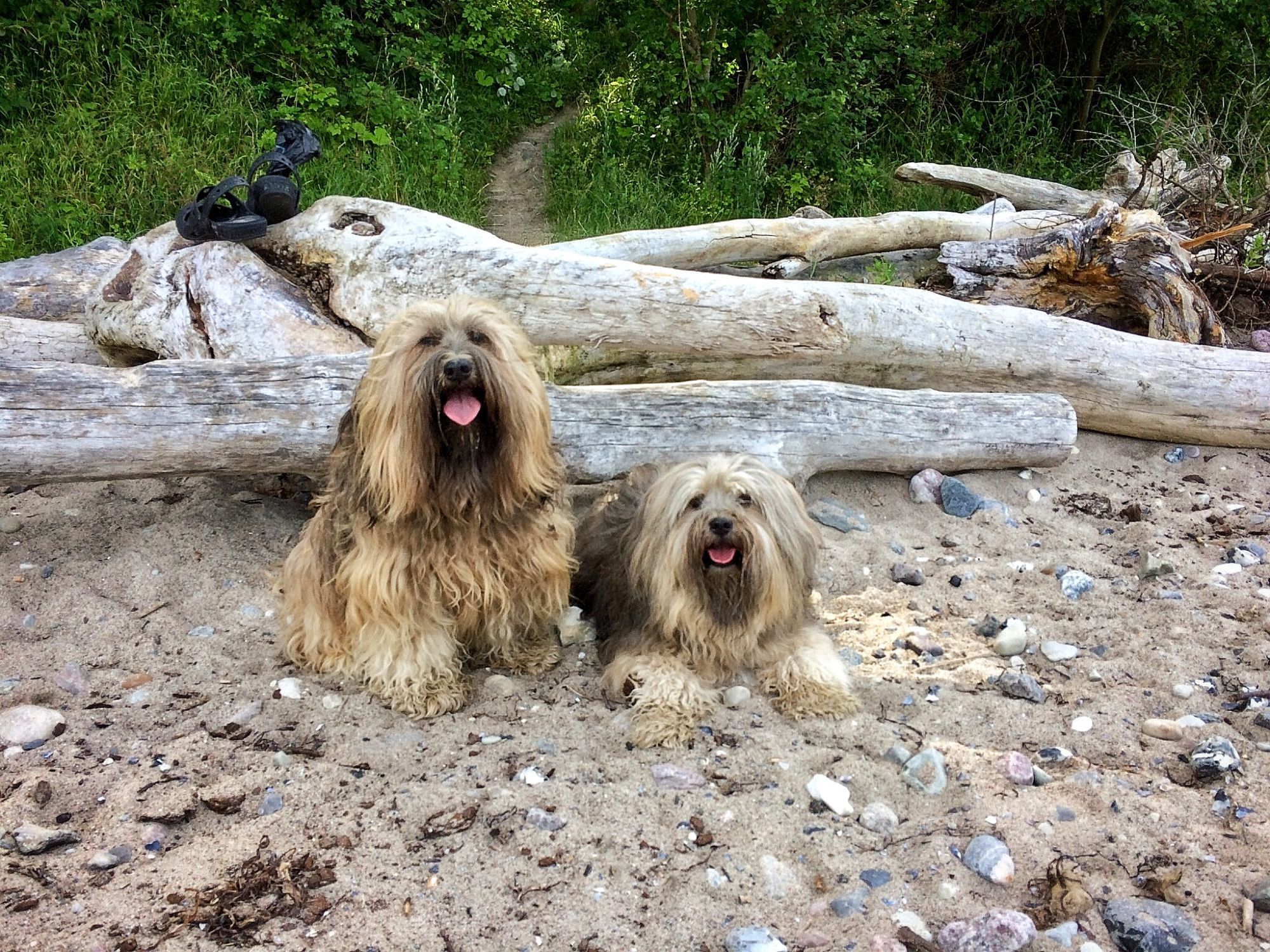 Zwei Hunde sitzen am Strand, und blicken interessiert in die Kamera. Im Hintergrund ist ein großer Treibholzbaumstamm.