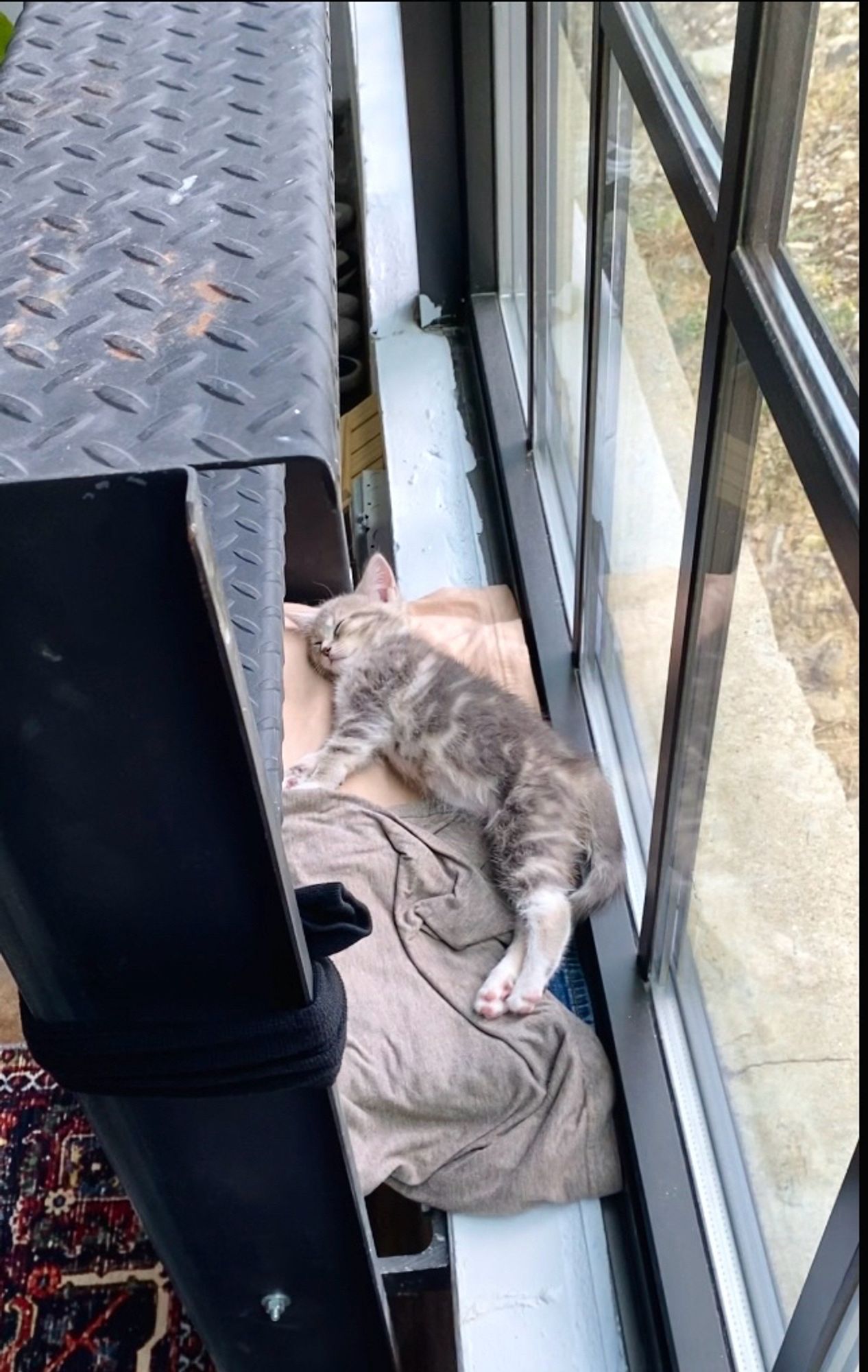 9 week old grey and white kitten napping between a metal fire escape ladder and window