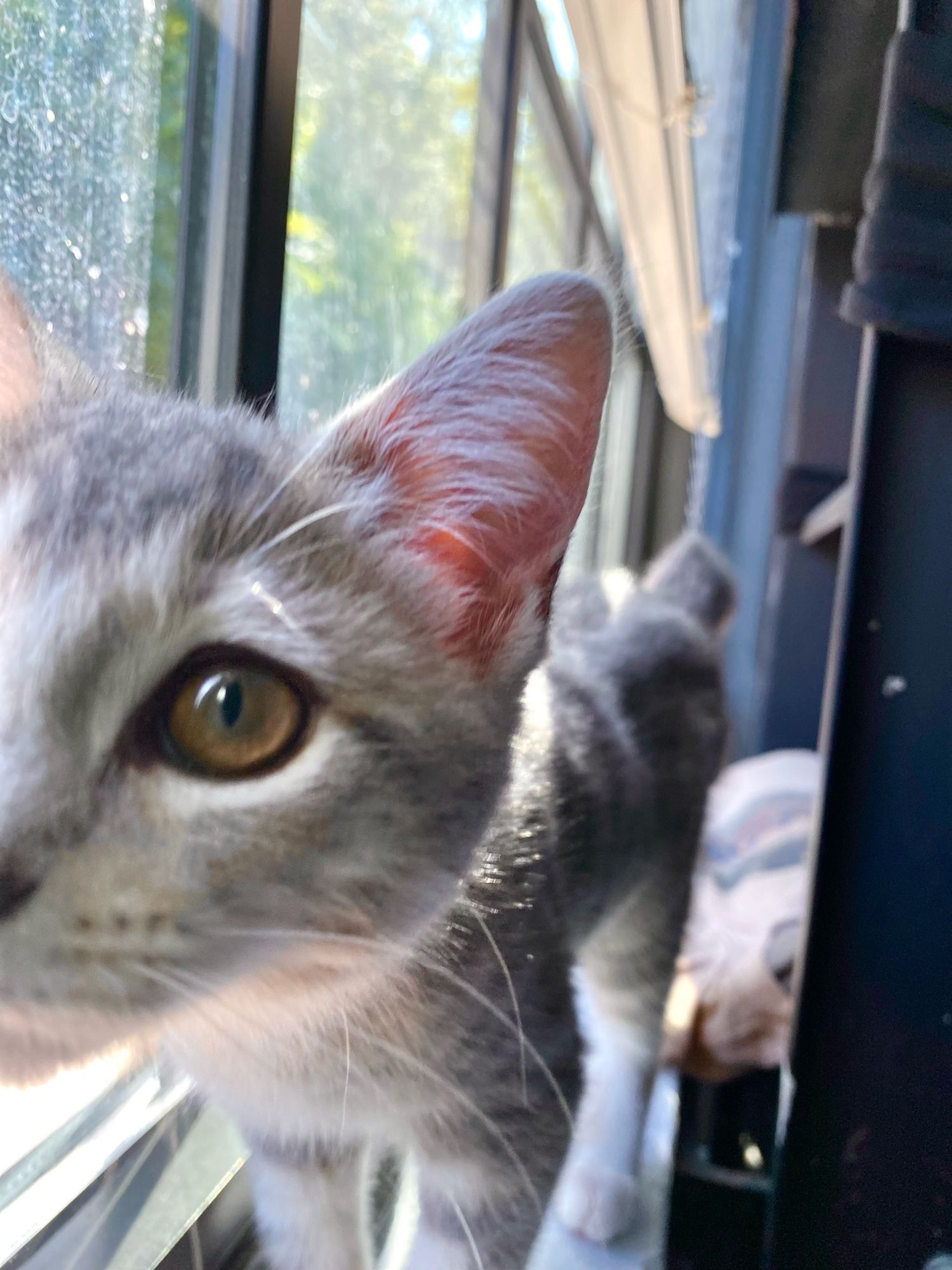 Closeup of half of a cat’s face while she’s  standing on a window ledge