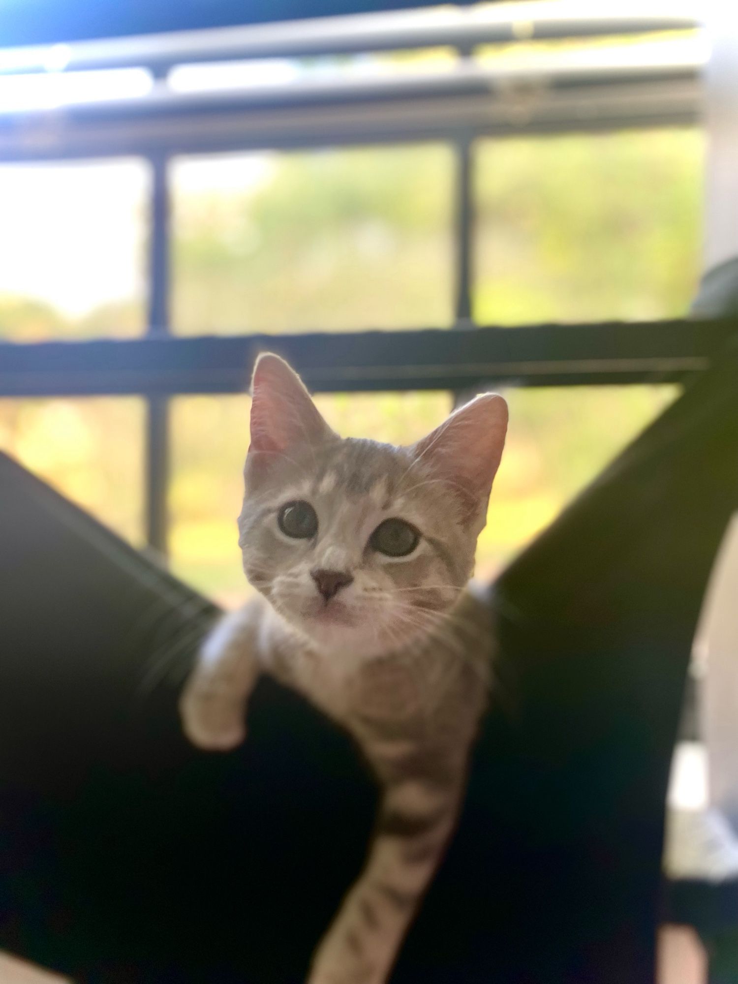 Grey and white 3mo old kitten hanging in black hammock in window