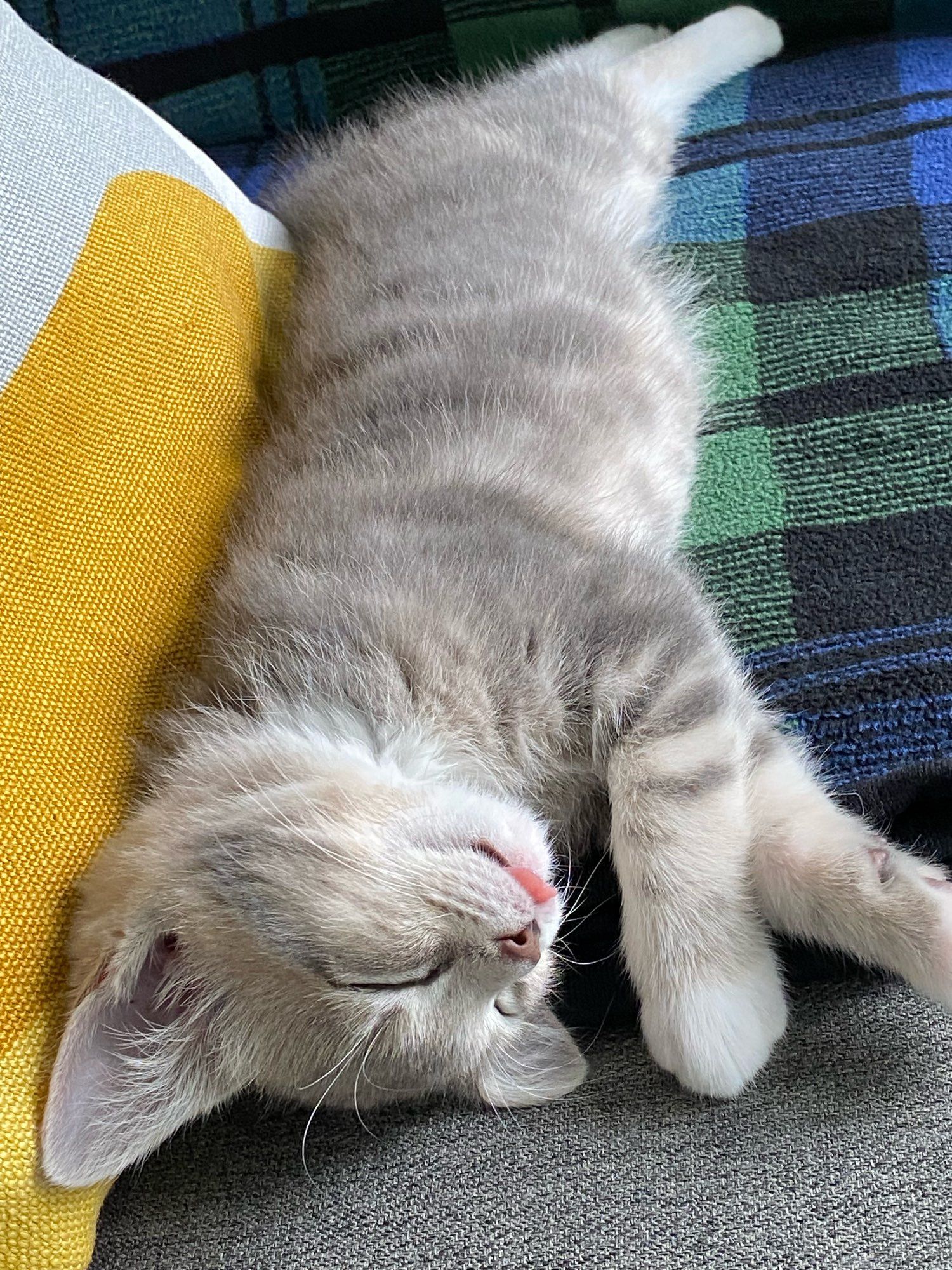 Grey and white kitten sleeping with tongue sticking out slightly