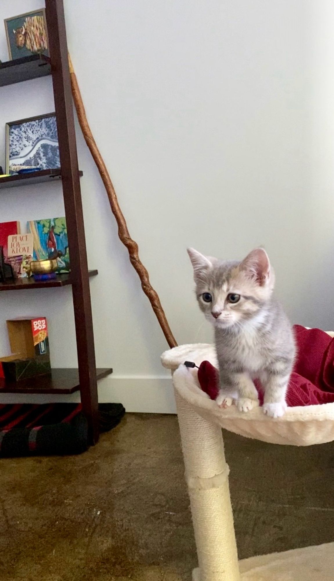 Gray and white kitten getting ready for a big jump