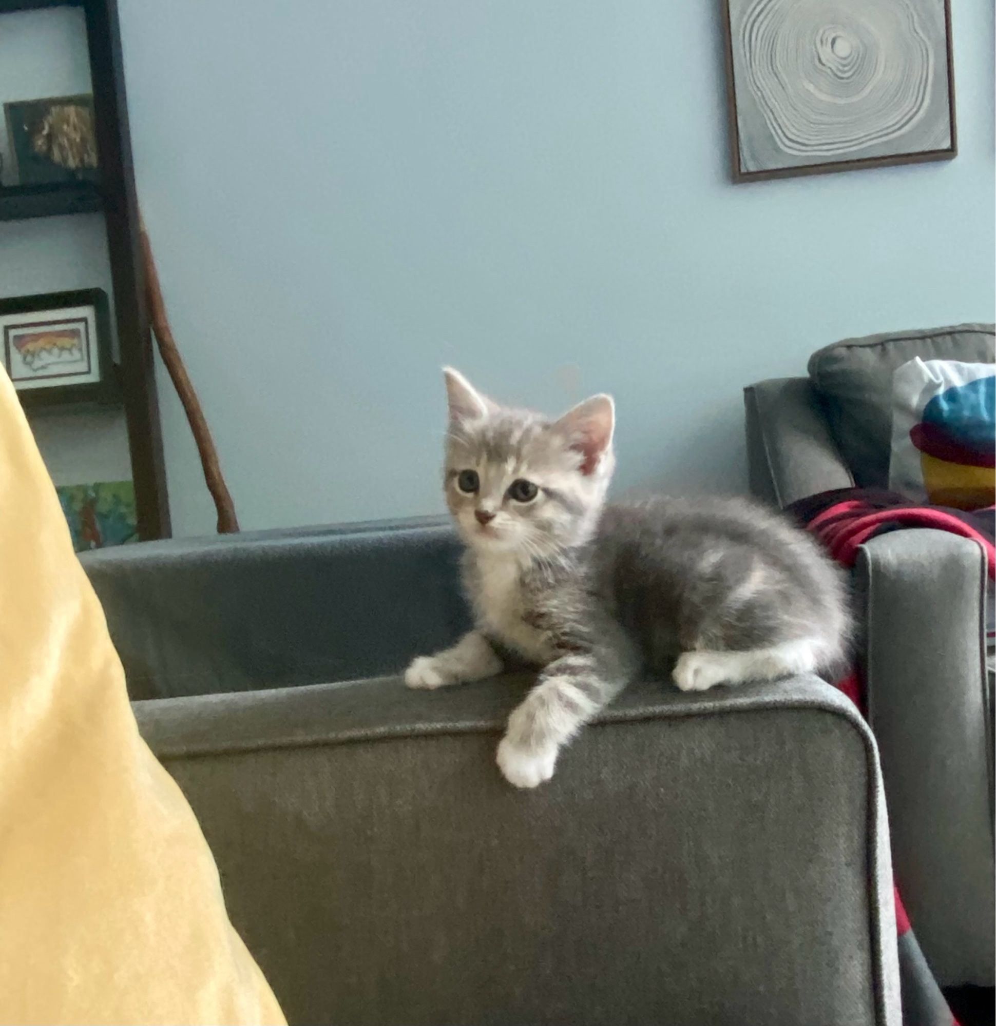 Grey and white kitten laying on couch armrest