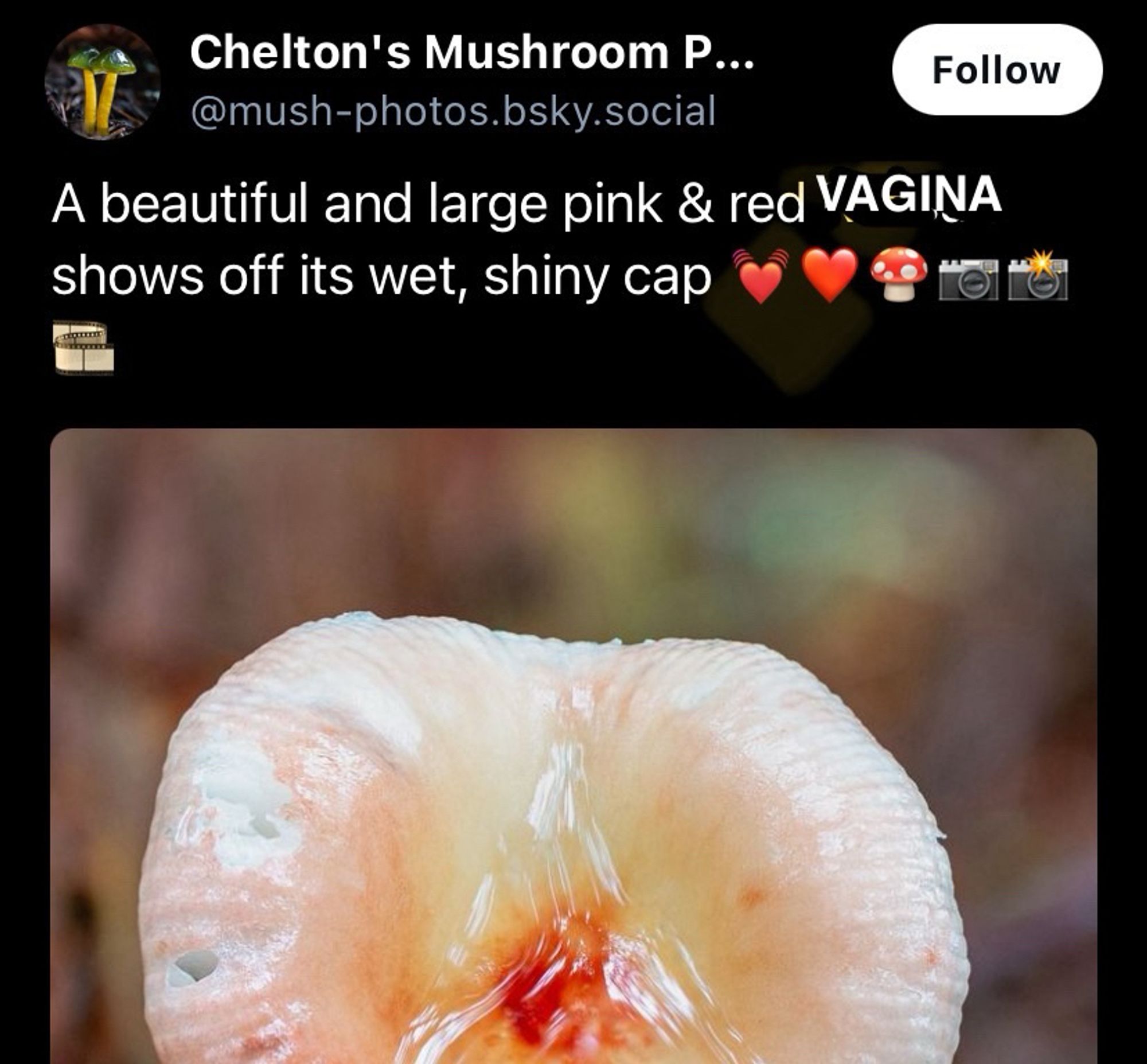 Pink / Red Vagina