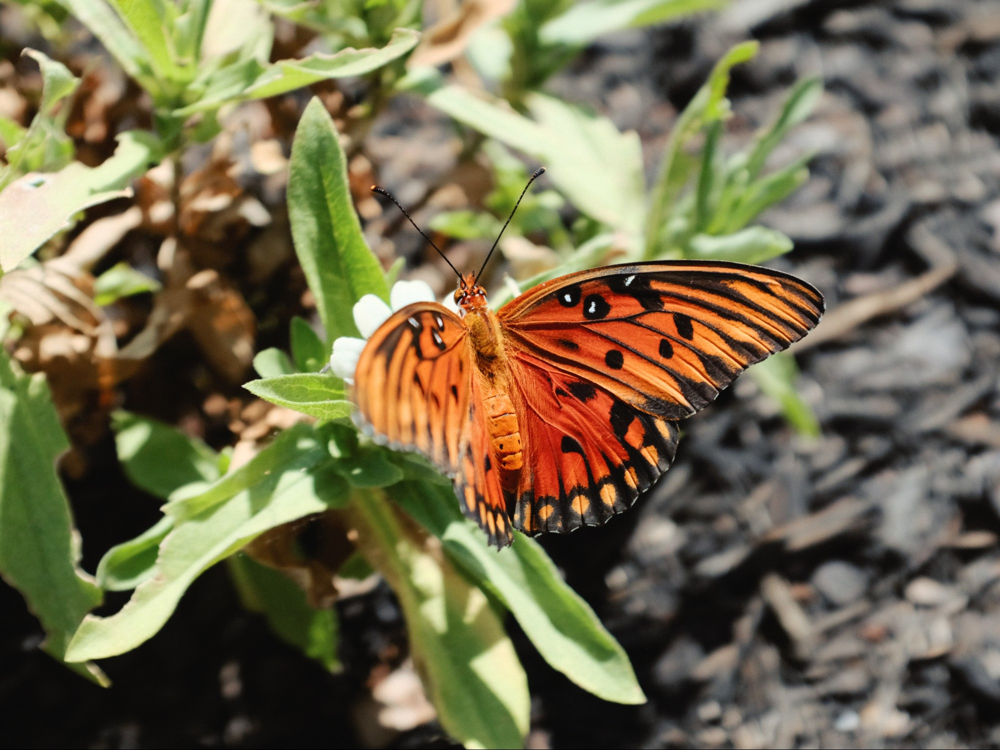 a orange butterfly sits on a white flower while searching for nectar. In the background is foliage that is slightly out of focus. The Butterfly's wings are open and display black markings on the edge.