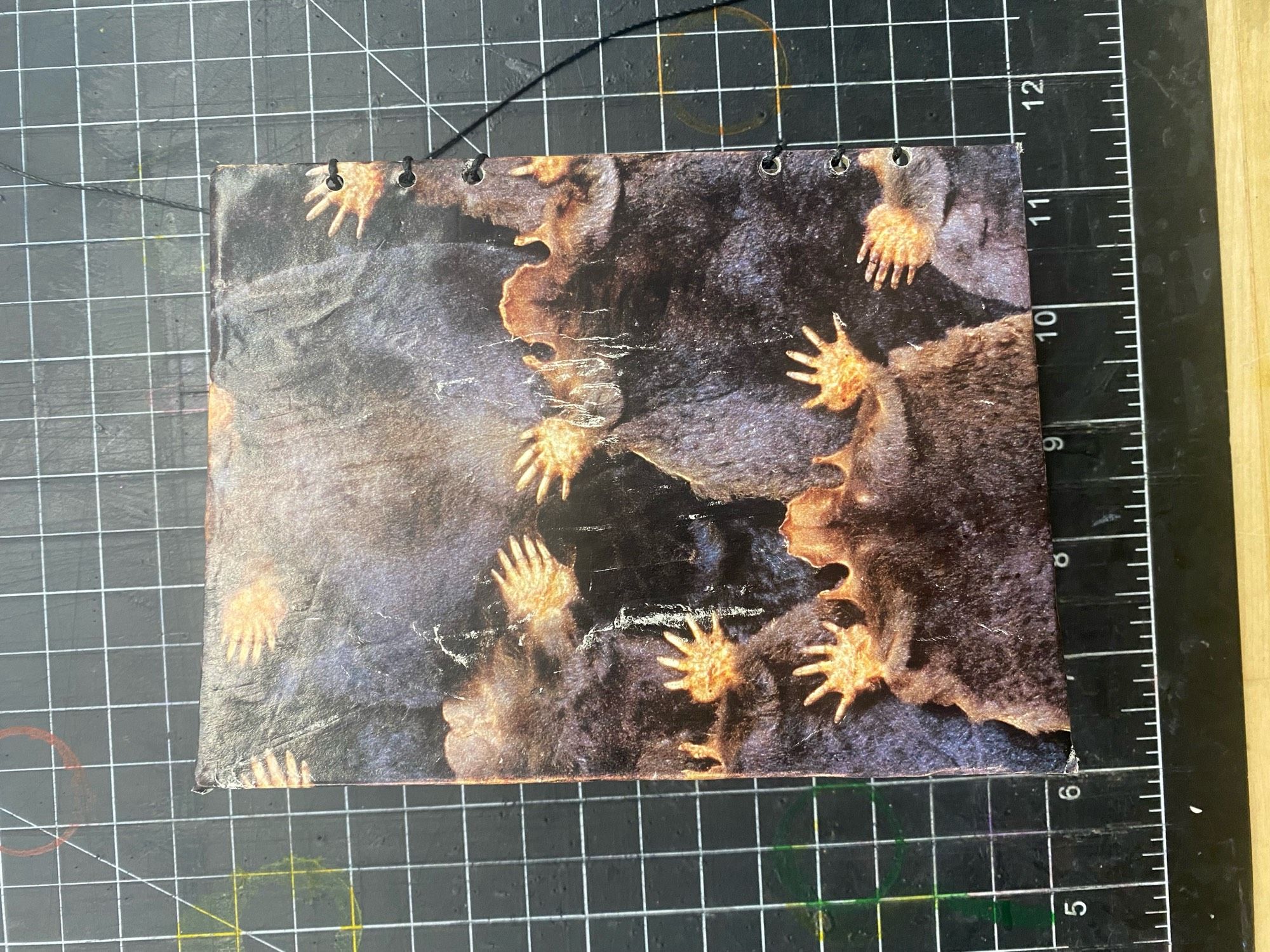 The back cover of the book showing pelts of an animal