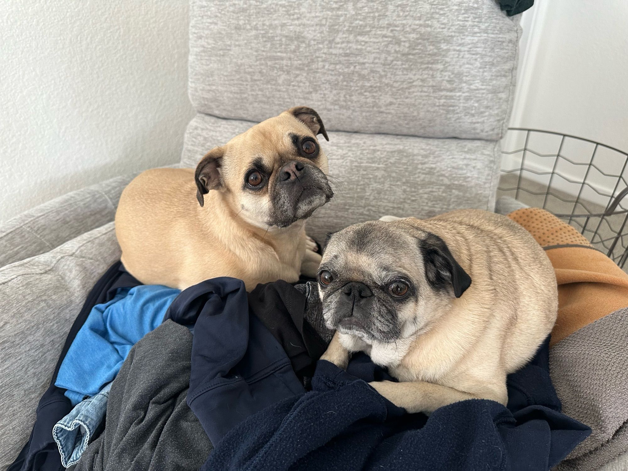 A pug and a pug mix laying on fresh warm laundry from the dryer.