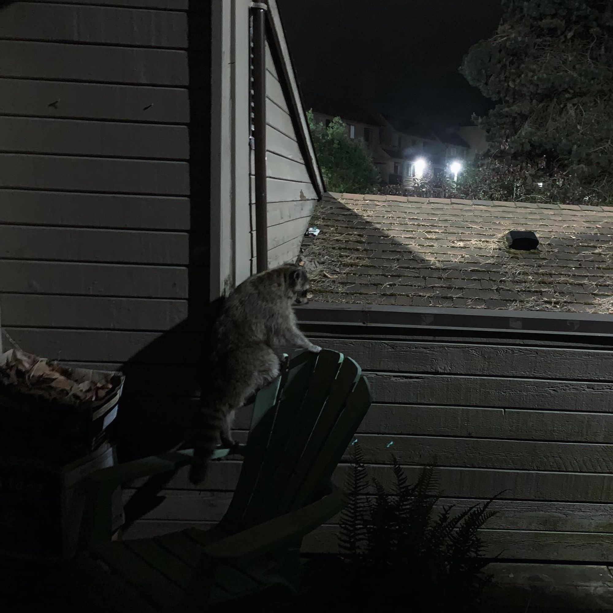 Raccoon climbing a deck chair.