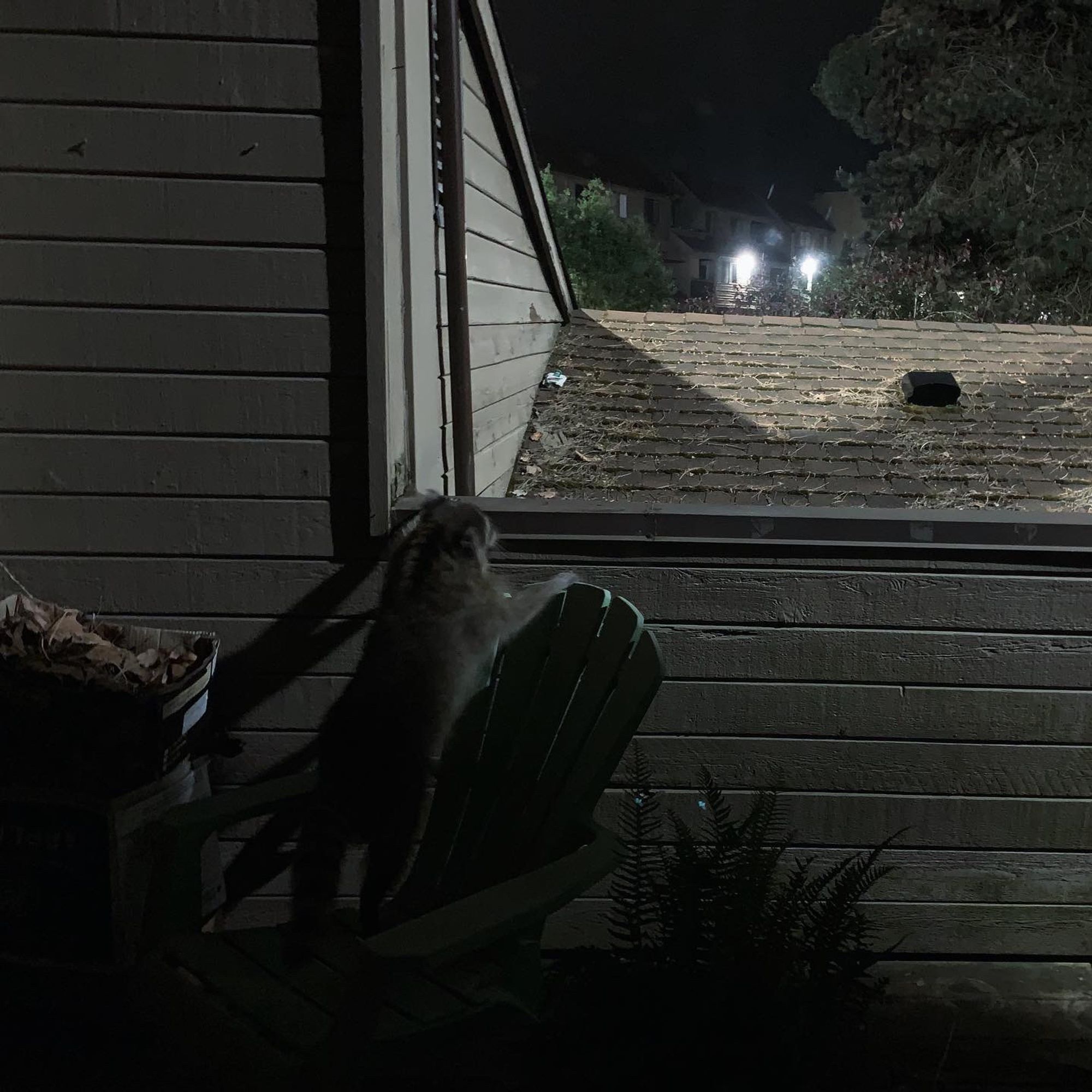 Raccoon climbing a deck chair.