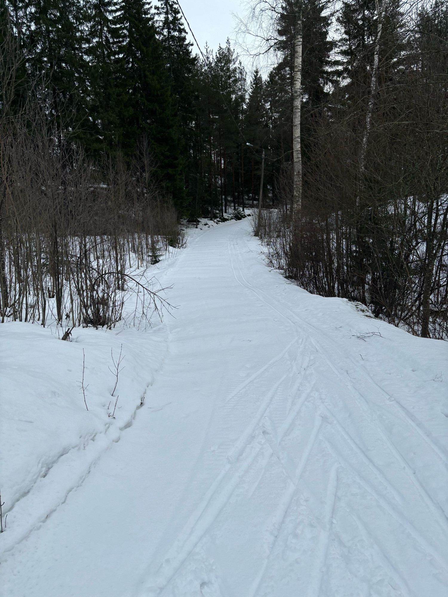 Metsäinen hiihtolatu