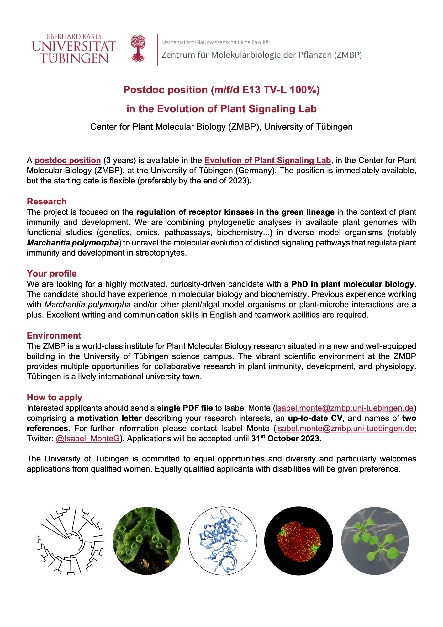 A postdoc position (E13 TV-L 100%, 3 years) is available in the Evolution of Plant Signaling Lab at the ZMBP (Tübingen, Germany) to work on the regulation of receptor kinases in the green lineage. Using an evolutionary approach and diverse model species including Marchantia, we will characterise the role of these signaling pathways in plant immunity and development. We are looking for a highly motivated, curiosity-driven candidate with a PhD in plant molecular biology, and experience in molecular biology and biochemistry. Excellent writing and communication skills in English and teamwork abilities are required. Interested applicants should send a single PDF file to Isabel Monte (isabel.monte@zmbp.uni-tuebingen.de) comprising a motivation letter describing your research interests, an up-to-date CV, and names of two references before 31st October 2023. The position is immediately available, but the starting date is flexible (preferably by the end of 2023 or beginning 2024).