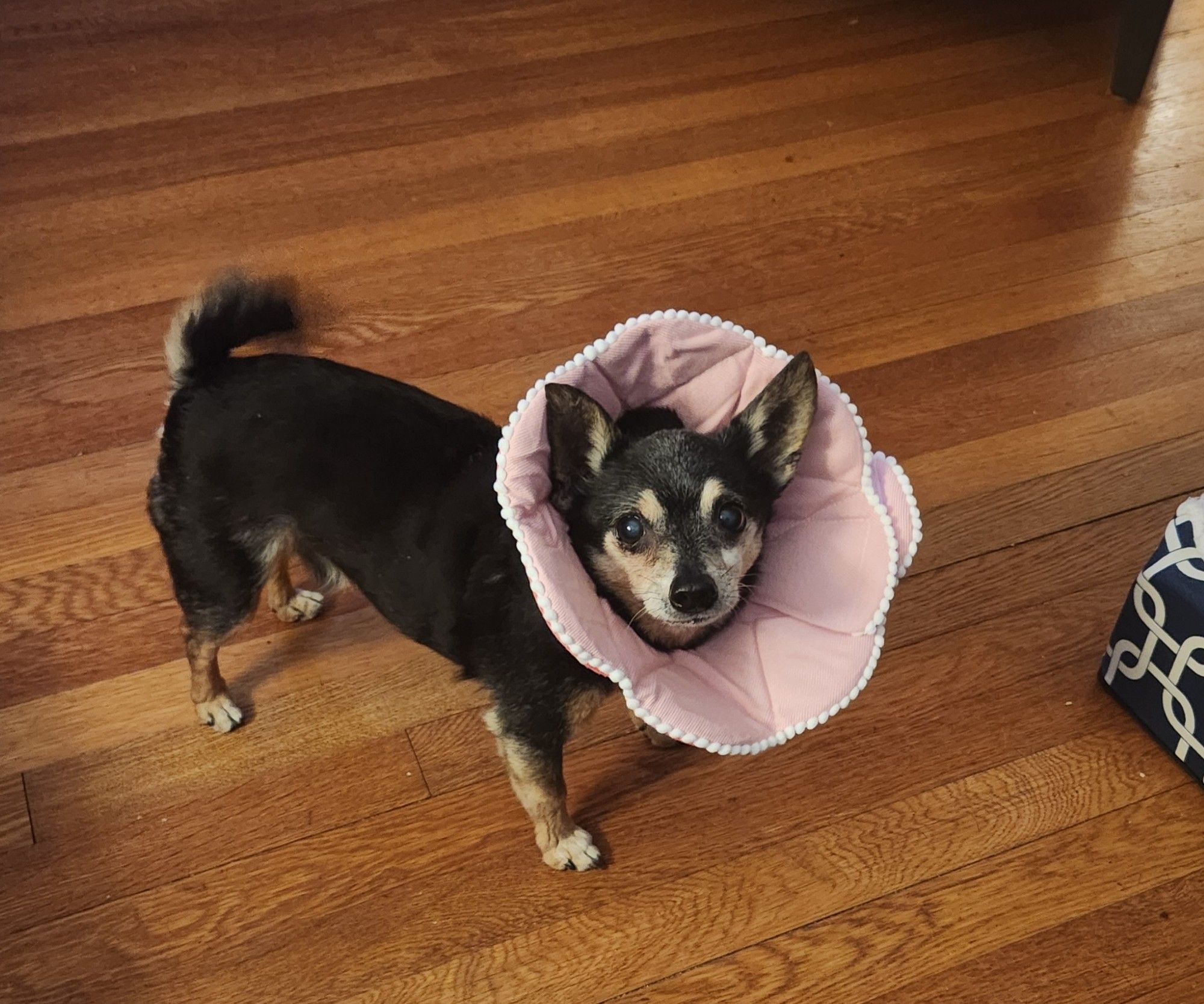 Forlorn black and tan chihuahua in pink flower cone.