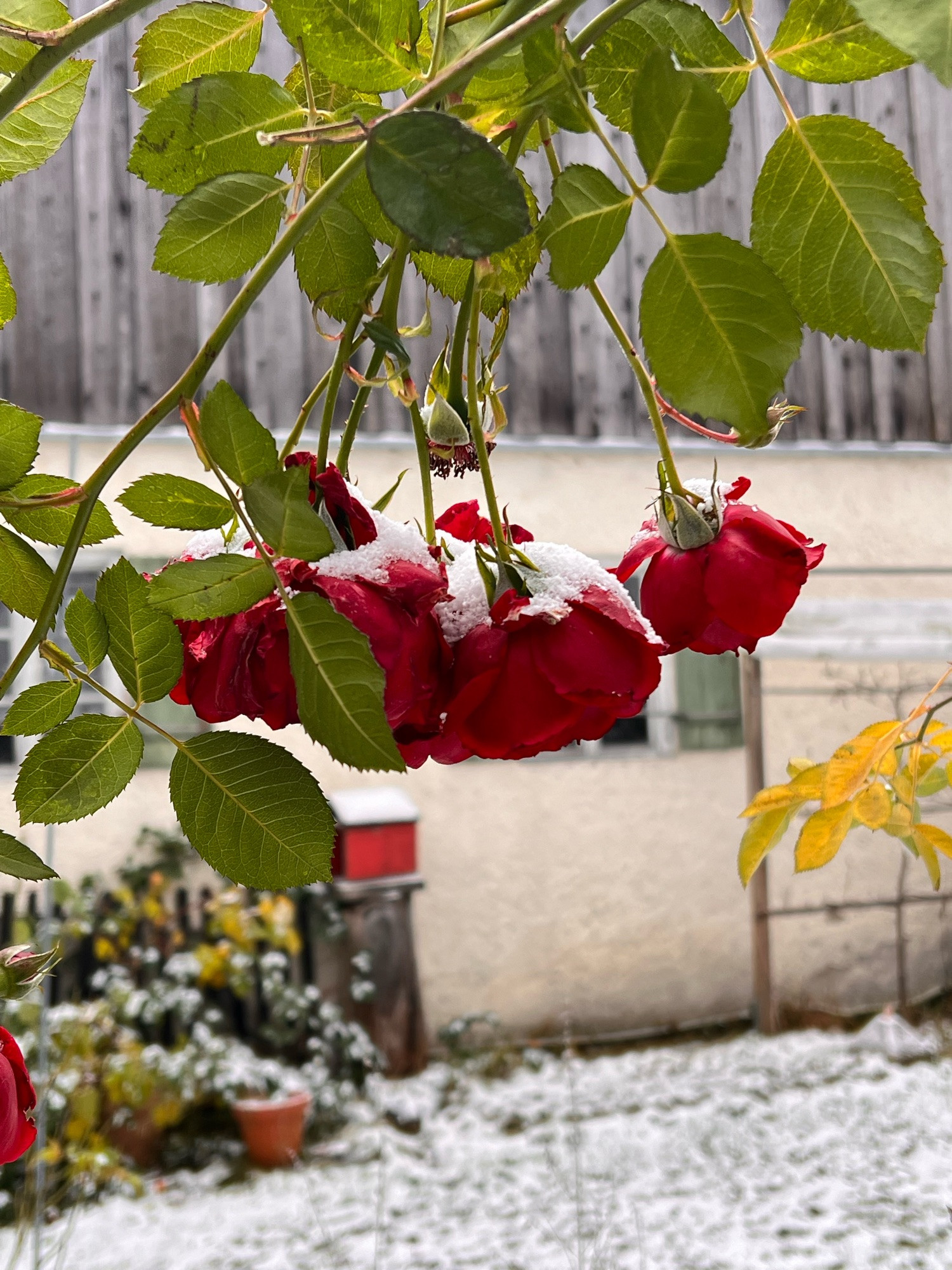 Rote Gartenrose mit dem ersten Schnee bedeckt.