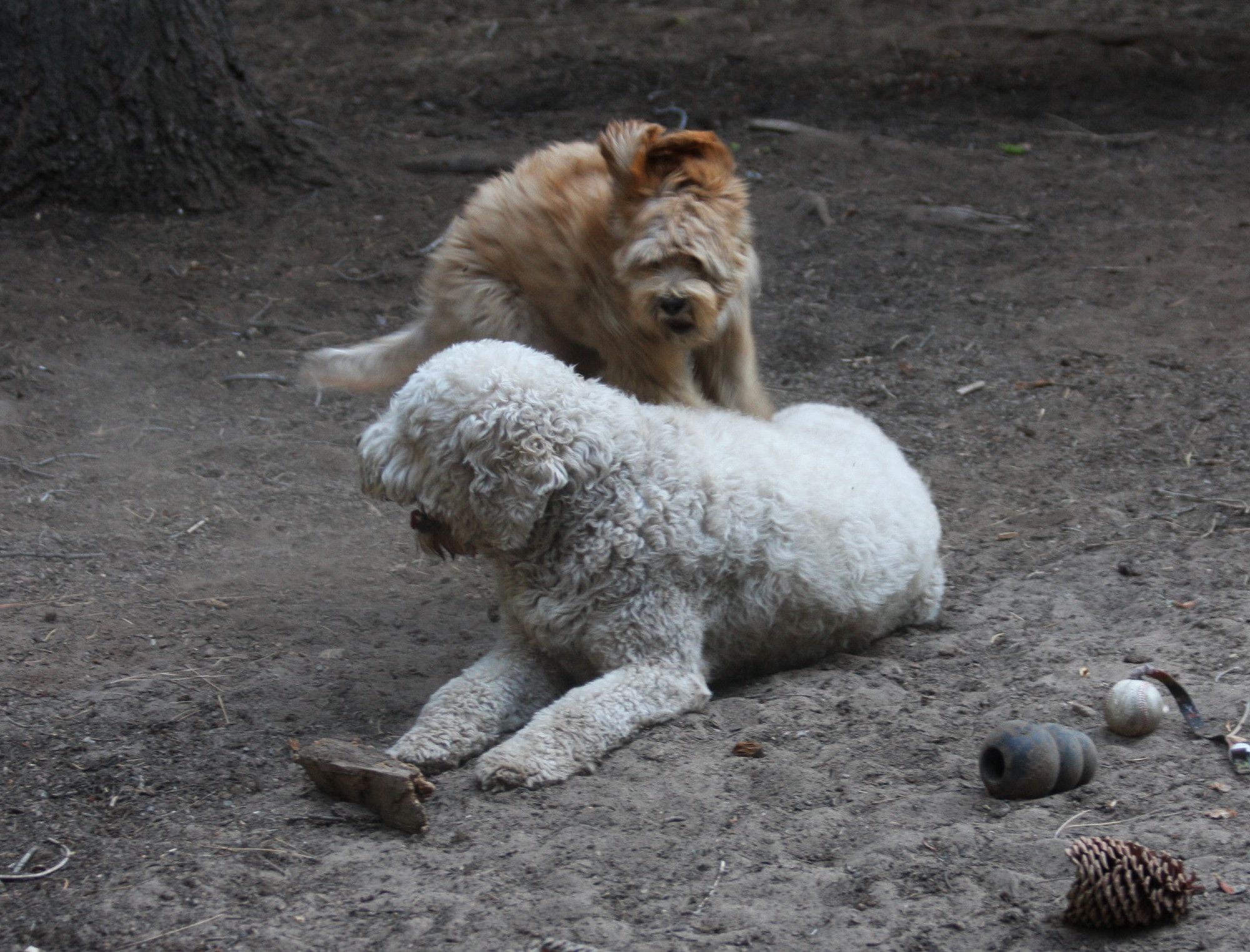 Sadie, the bundle of boundless energy in the form of the cutest Labradoodle puppy ever, appears to be flying, floppy ears aloft, over her older cousin, Asbury, a very large and tolerant white Goldendoodle, who is lying down in the summer dirt of a redwood forest.